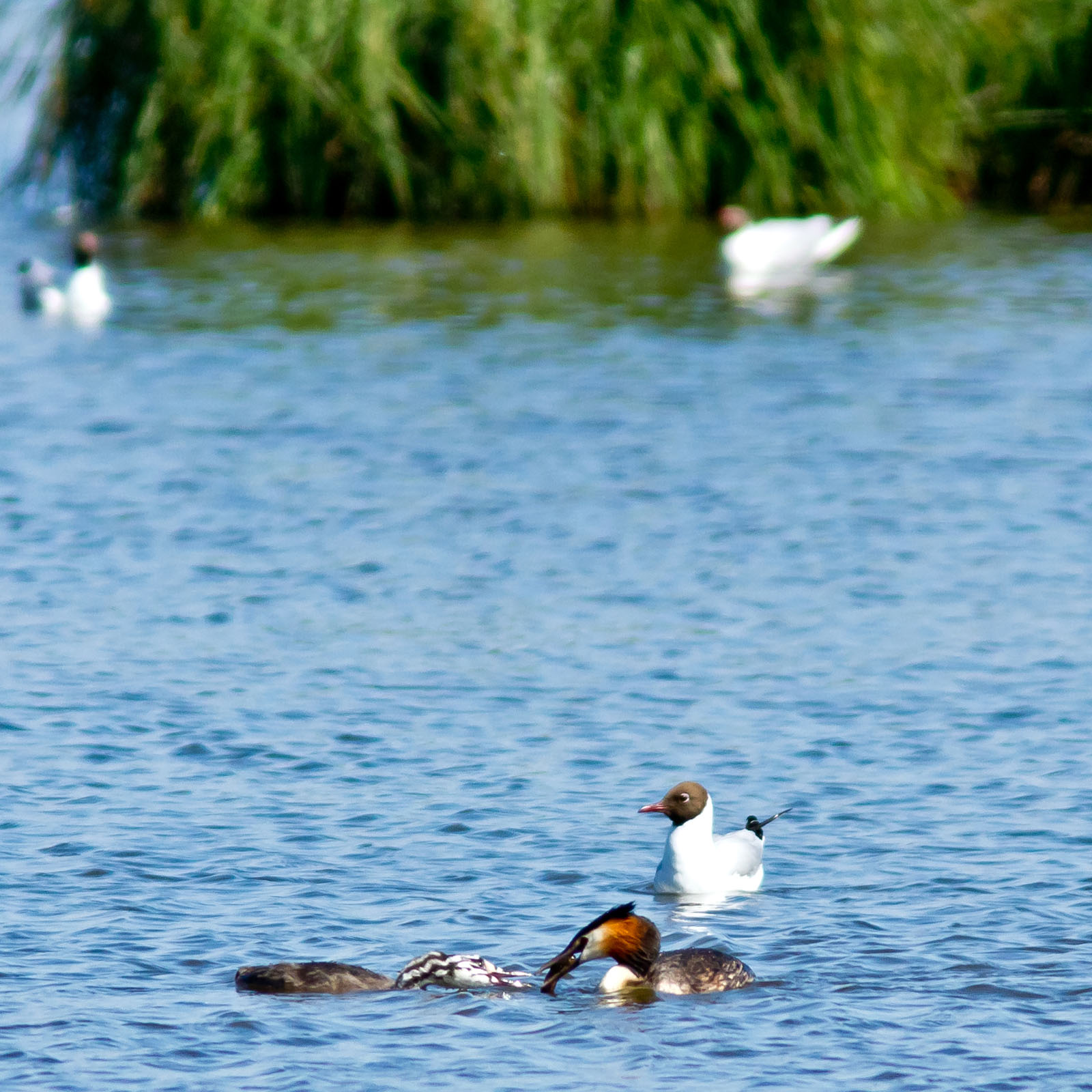 /Guewen/galeries/public/Nature/France/Grebes_Brenne/Grebes_004.jpg