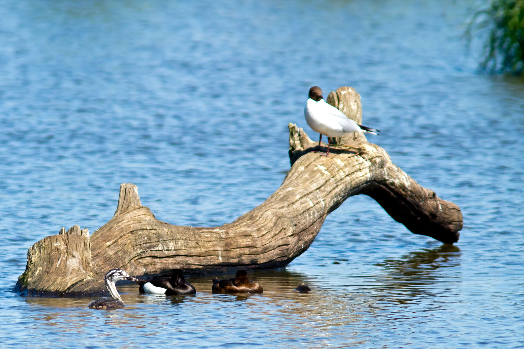 /Guewen/galeries/public/Nature/France/Grebes_Brenne/Grebes_006.jpg