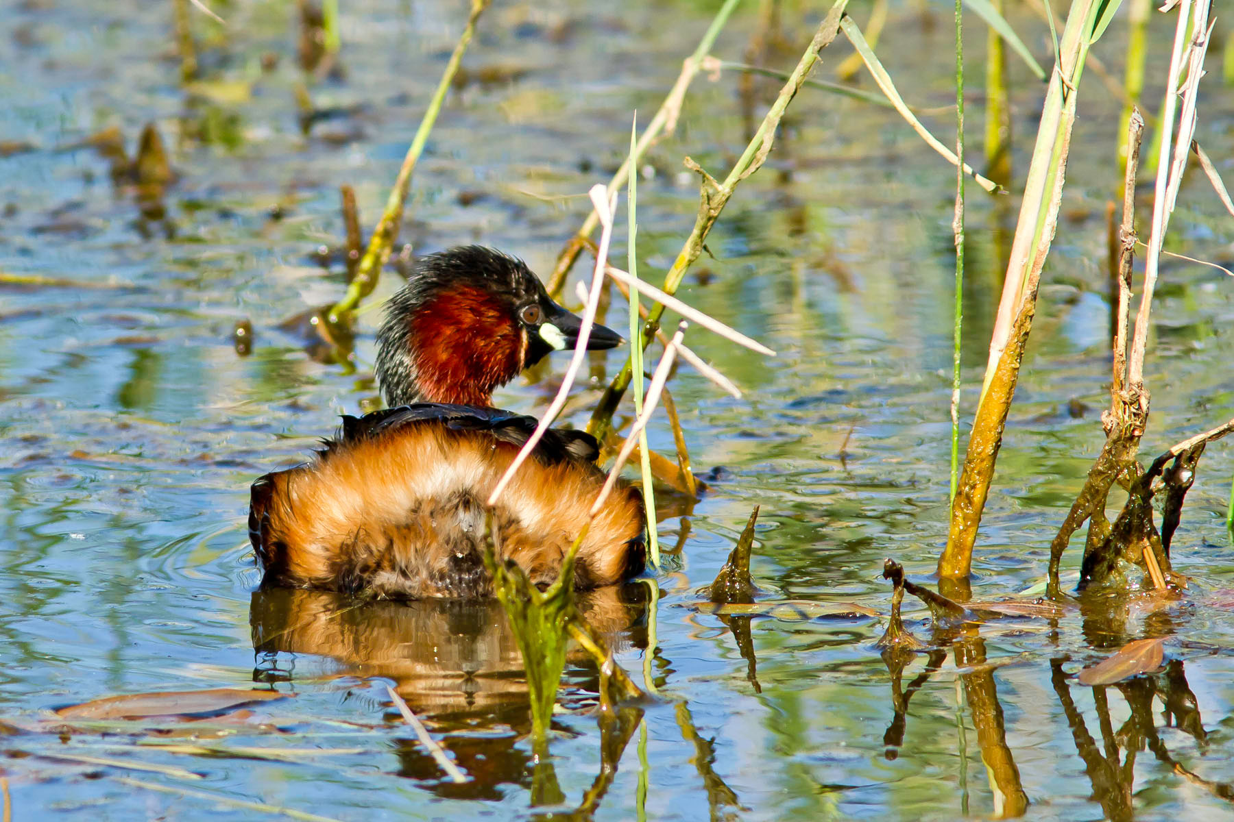 /Guewen/galeries/public/Nature/France/Grebes_Brenne/Grebes_011.jpg