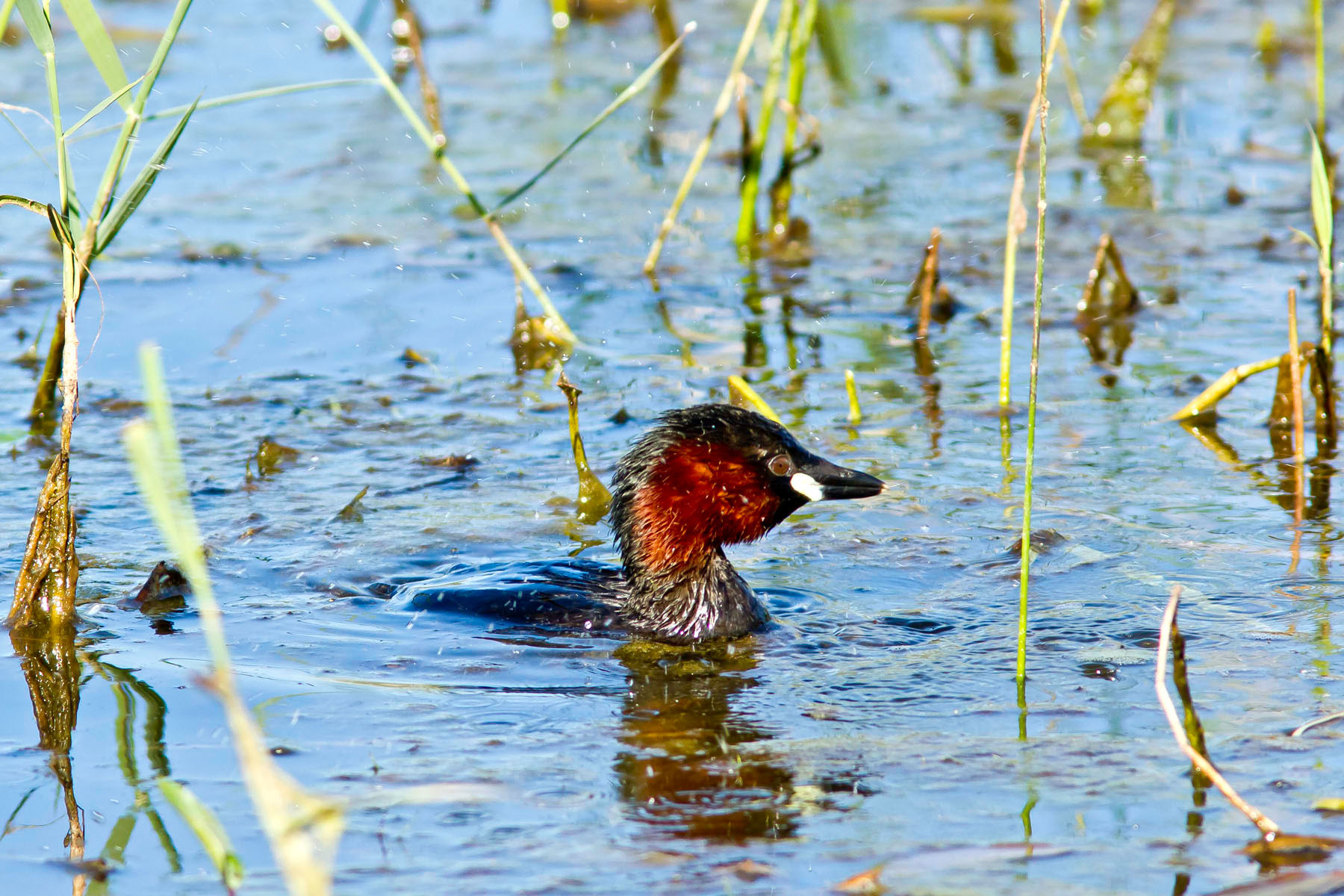 /Guewen/galeries/public/Nature/France/Grebes_Brenne/Grebes_012.jpg
