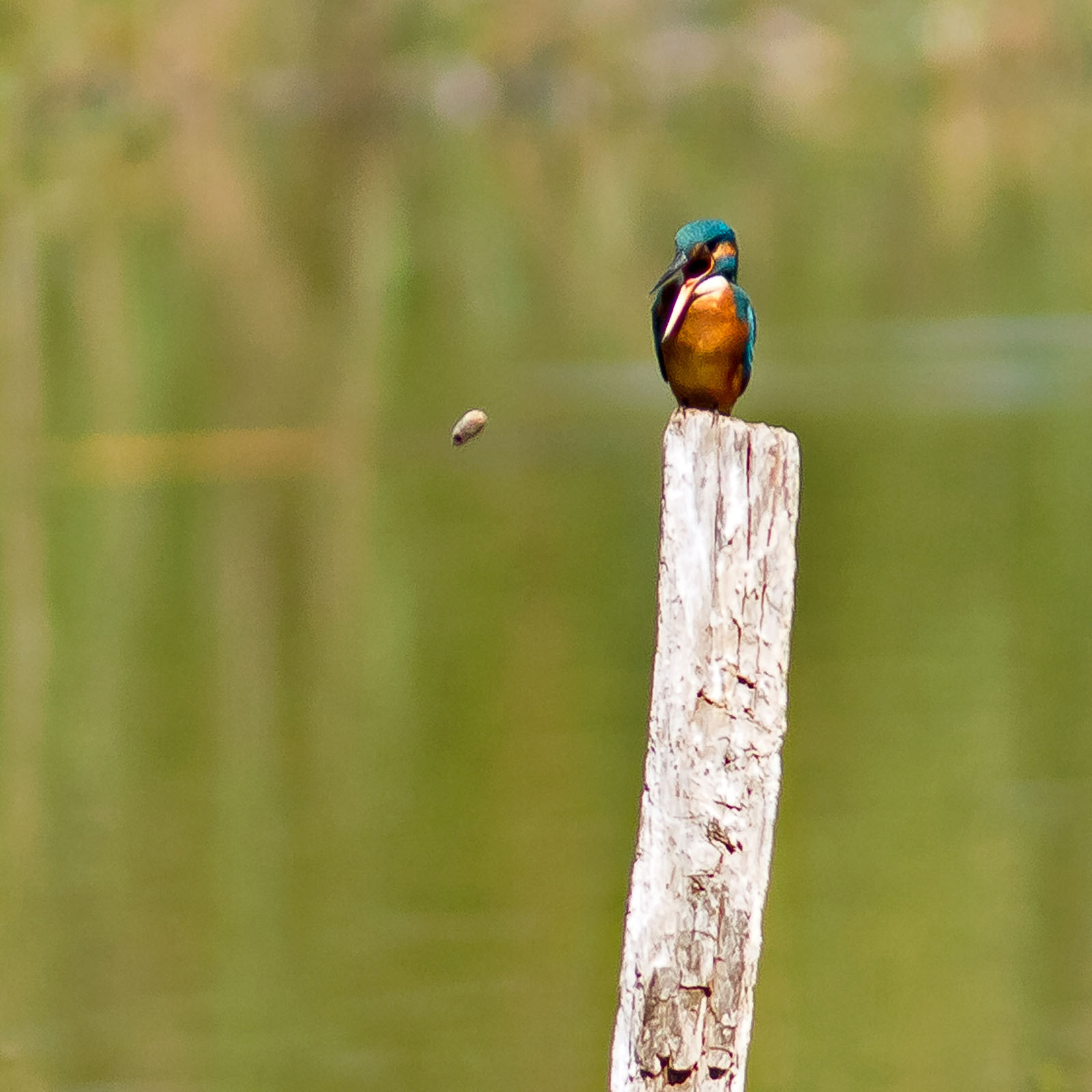/Guewen/galeries/public/Nature/France/Martin_01/Martin-pecheur_015.jpg