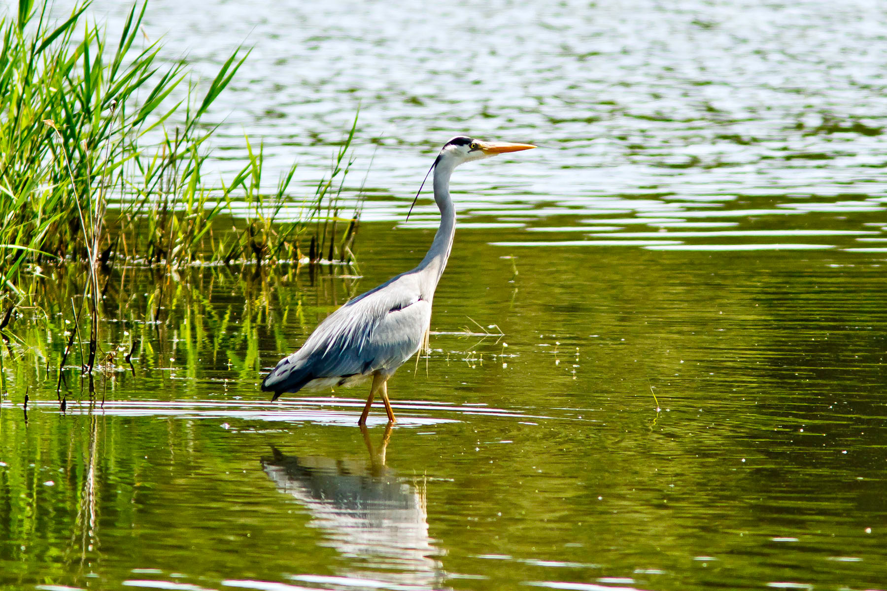 /Guewen/galeries/public/Nature/France/brenne_heron/Heron-cendre_009.jpg