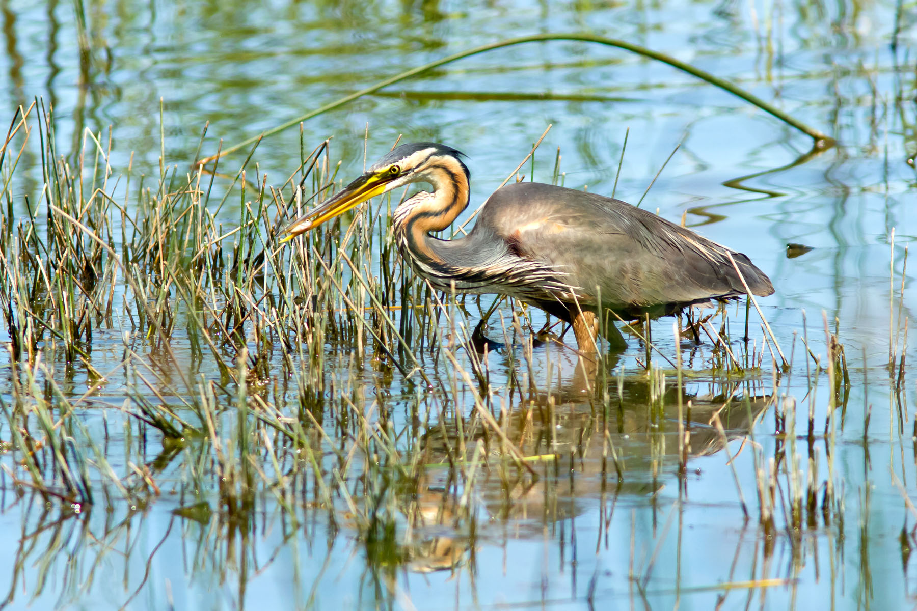 /Guewen/galeries/public/Nature/France/brenne_heron/Heron-pourpre_012.jpg