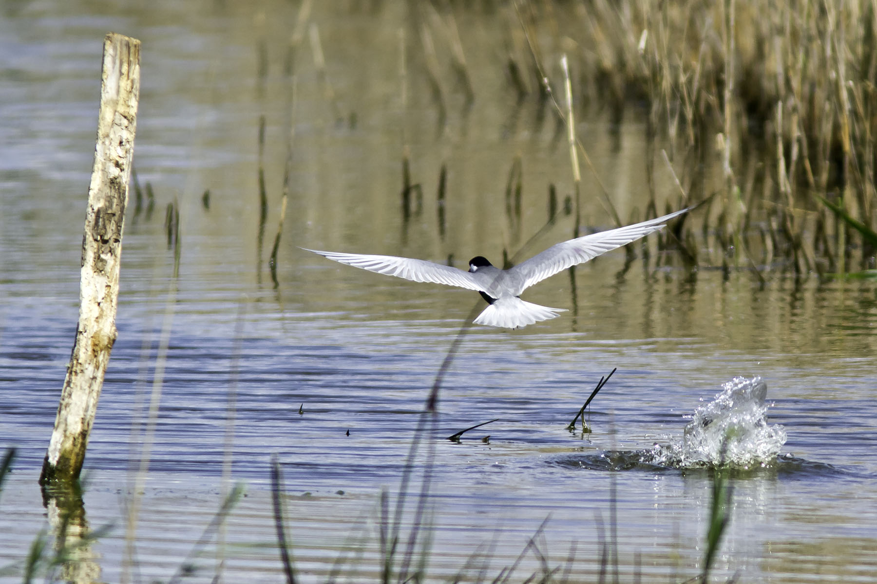 /Guewen/galeries/public/Nature/France/guifettes_brenne/Guifette-moustac_006.jpg