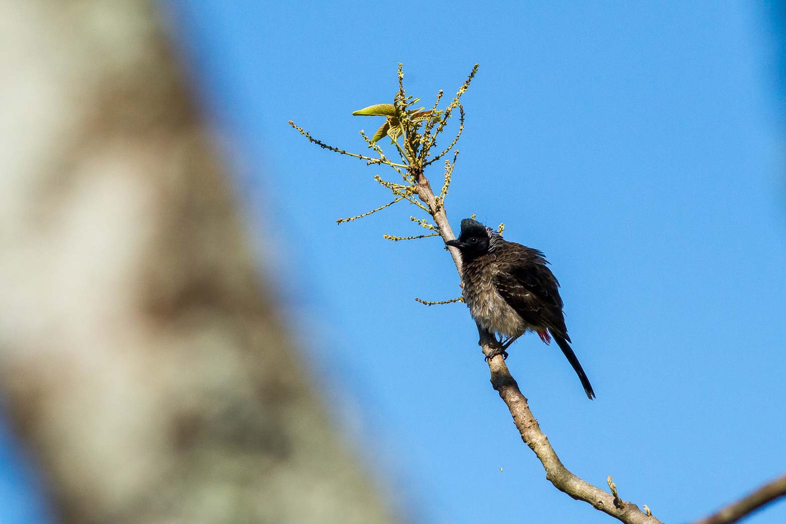 /Guewen/galeries/public/Nature/Inde/Kumily_Bird-1/bulbul_014.jpg