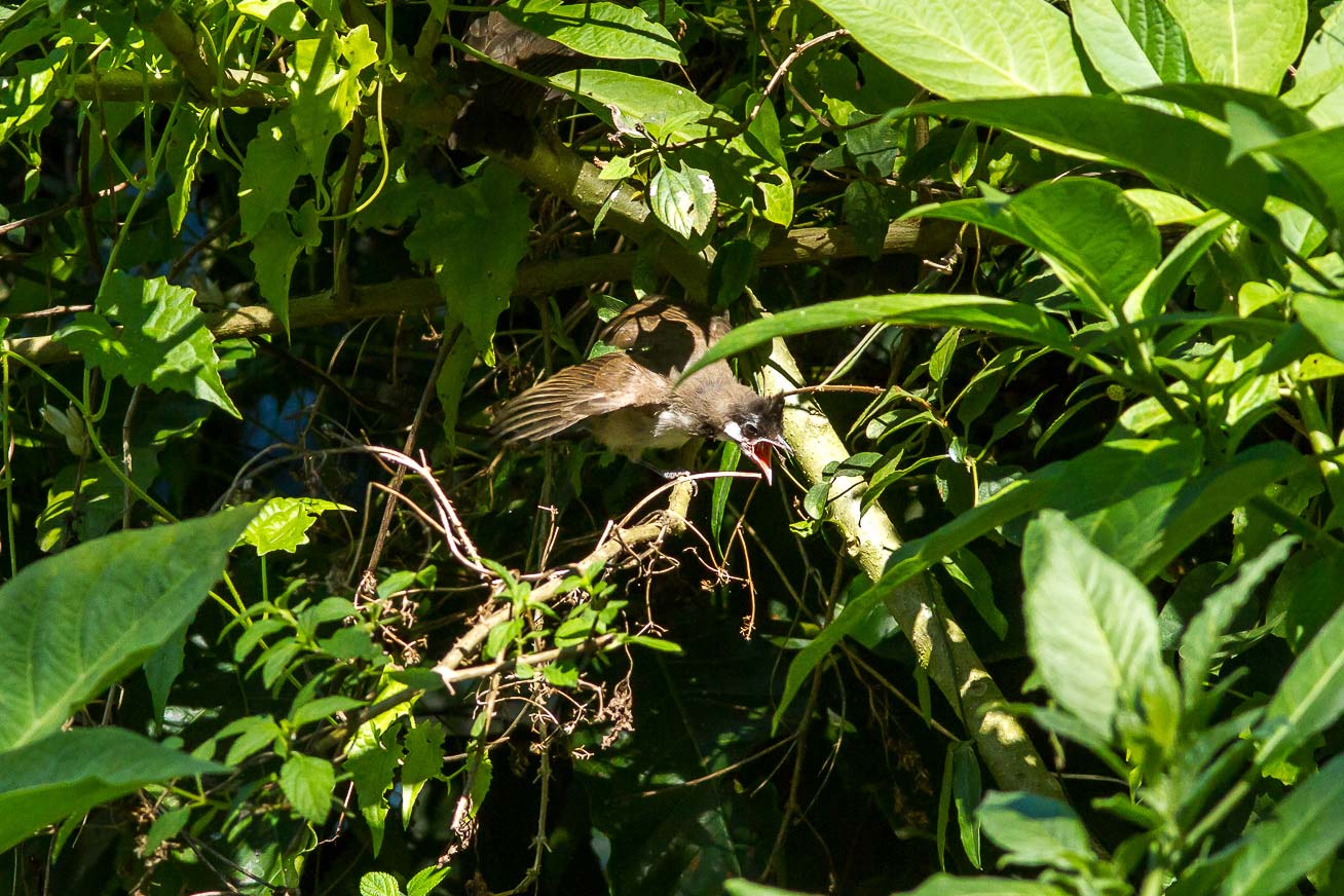 /Guewen/galeries/public/Nature/Inde/Kumily_Bird-1/bulbul_021.jpg