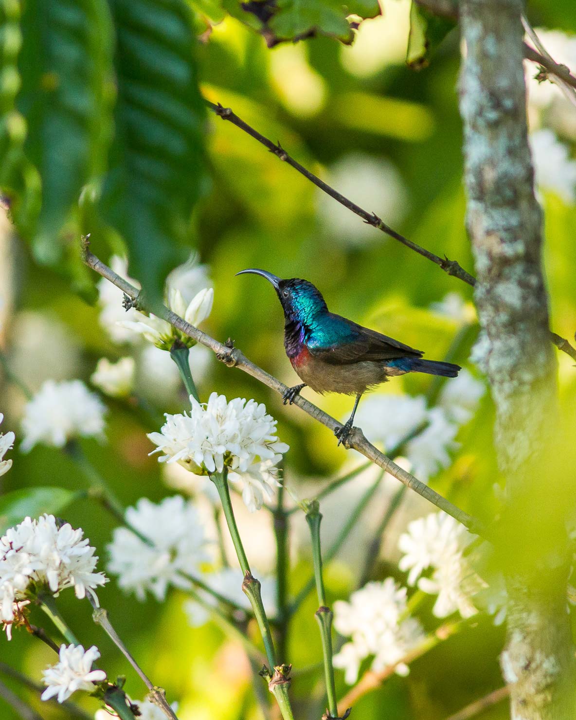 /Guewen/galeries/public/Nature/Inde/Kumily_Bird-2/souimanga_012.jpg