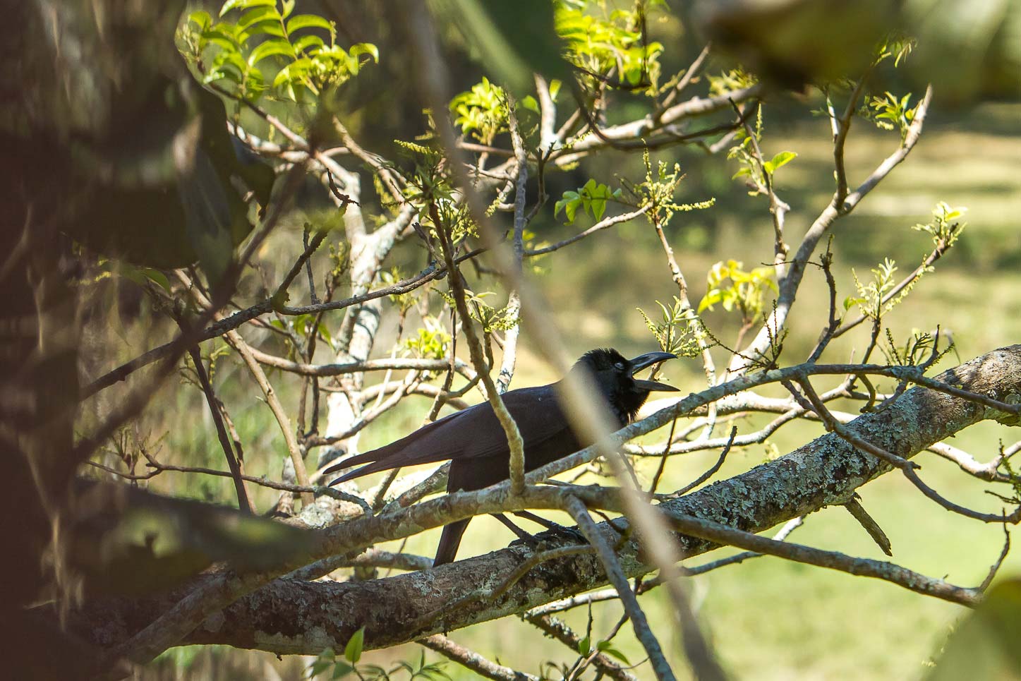 /Guewen/galeries/public/Nature/Inde/Kumily_Bird-3/Jungle-crow_003.jpg