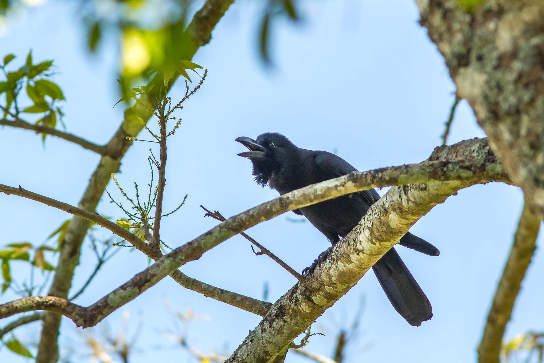 /Guewen/galeries/public/Nature/Inde/Kumily_Bird-3/Jungle-crow_005.jpg