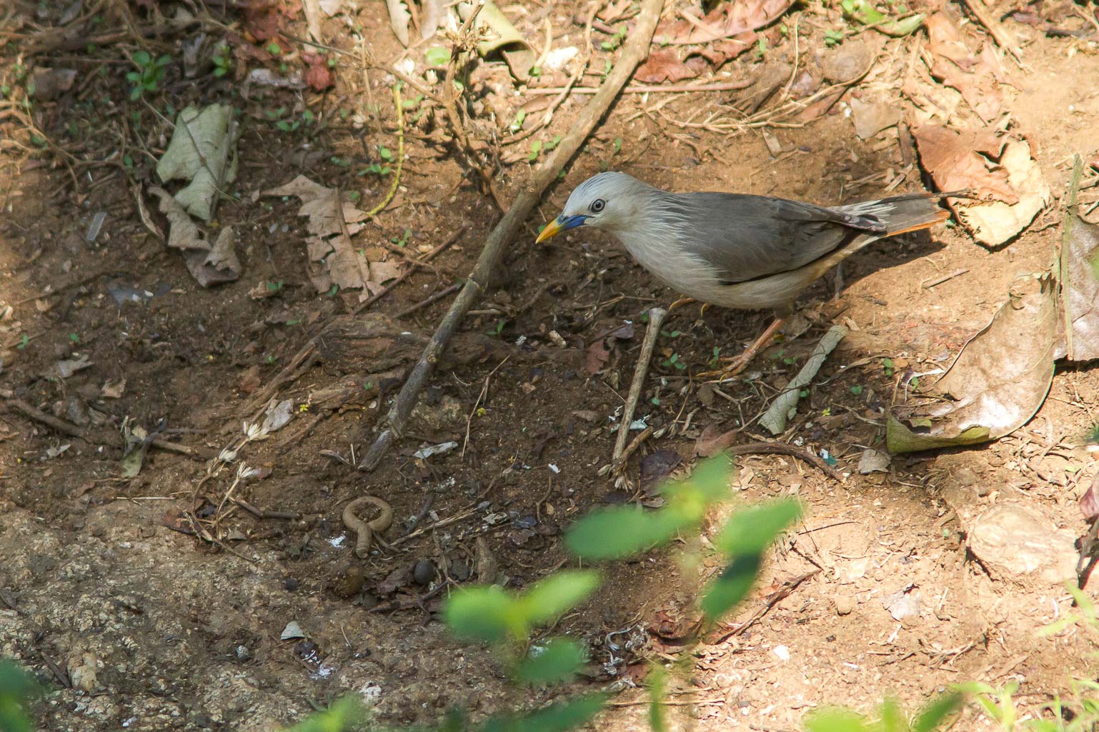 /Guewen/galeries/public/Nature/Inde/Kumily_Bird-3/etourneau_002.jpg