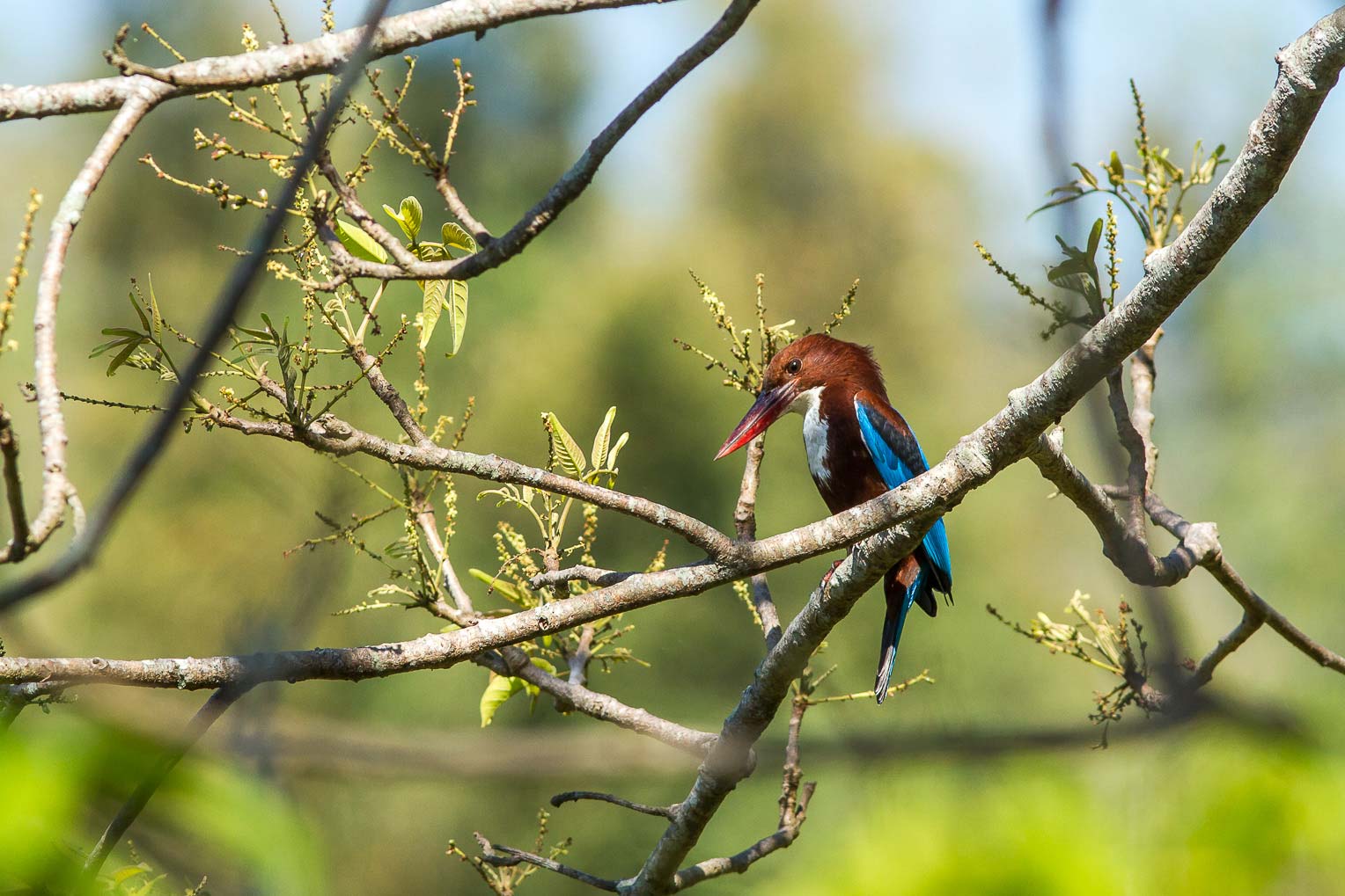 /Guewen/galeries/public/Nature/Inde/Kumily_Bird-3/martin-pecheur_013.jpg