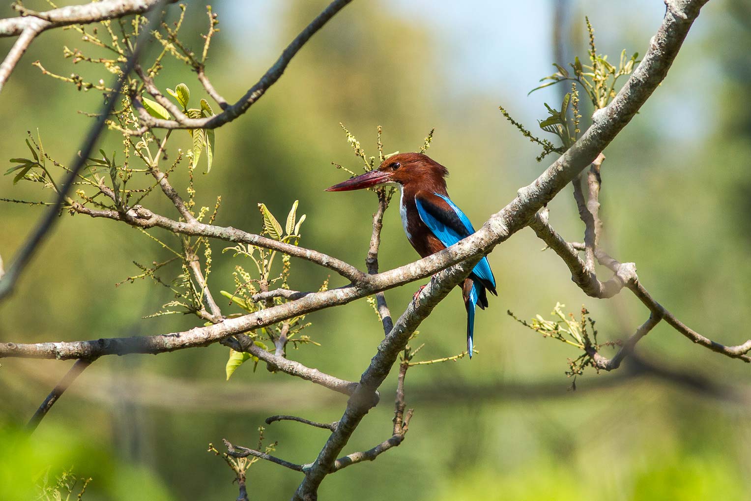 /Guewen/galeries/public/Nature/Inde/Kumily_Bird-3/martin-pecheur_014.jpg