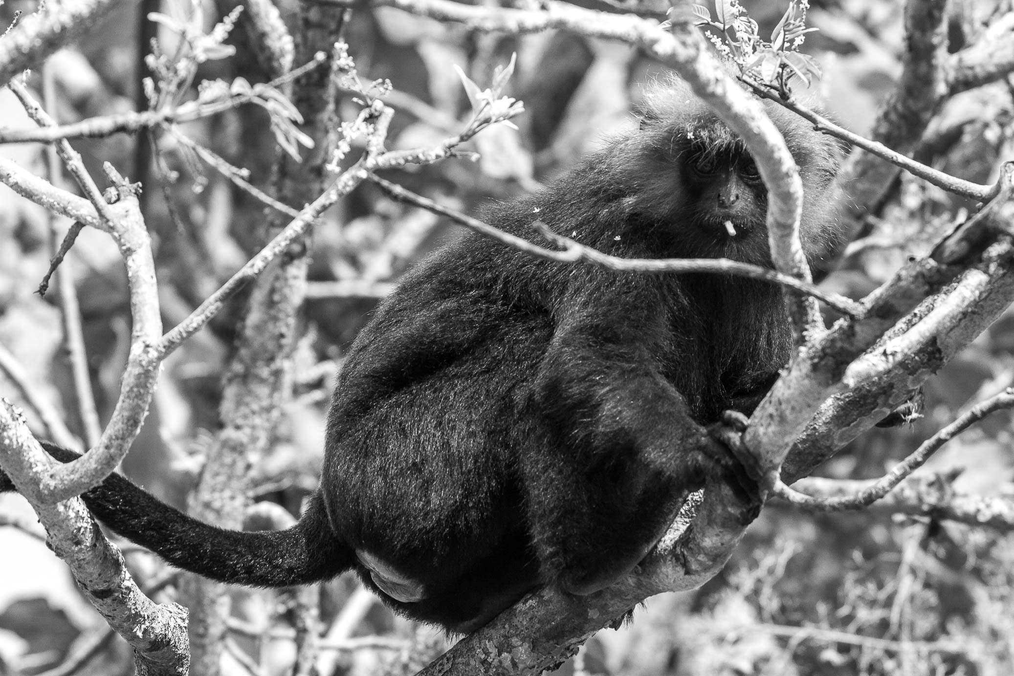 /Guewen/galeries/public/Nature/Inde/Kumily_Singe/langur-john_007.jpg