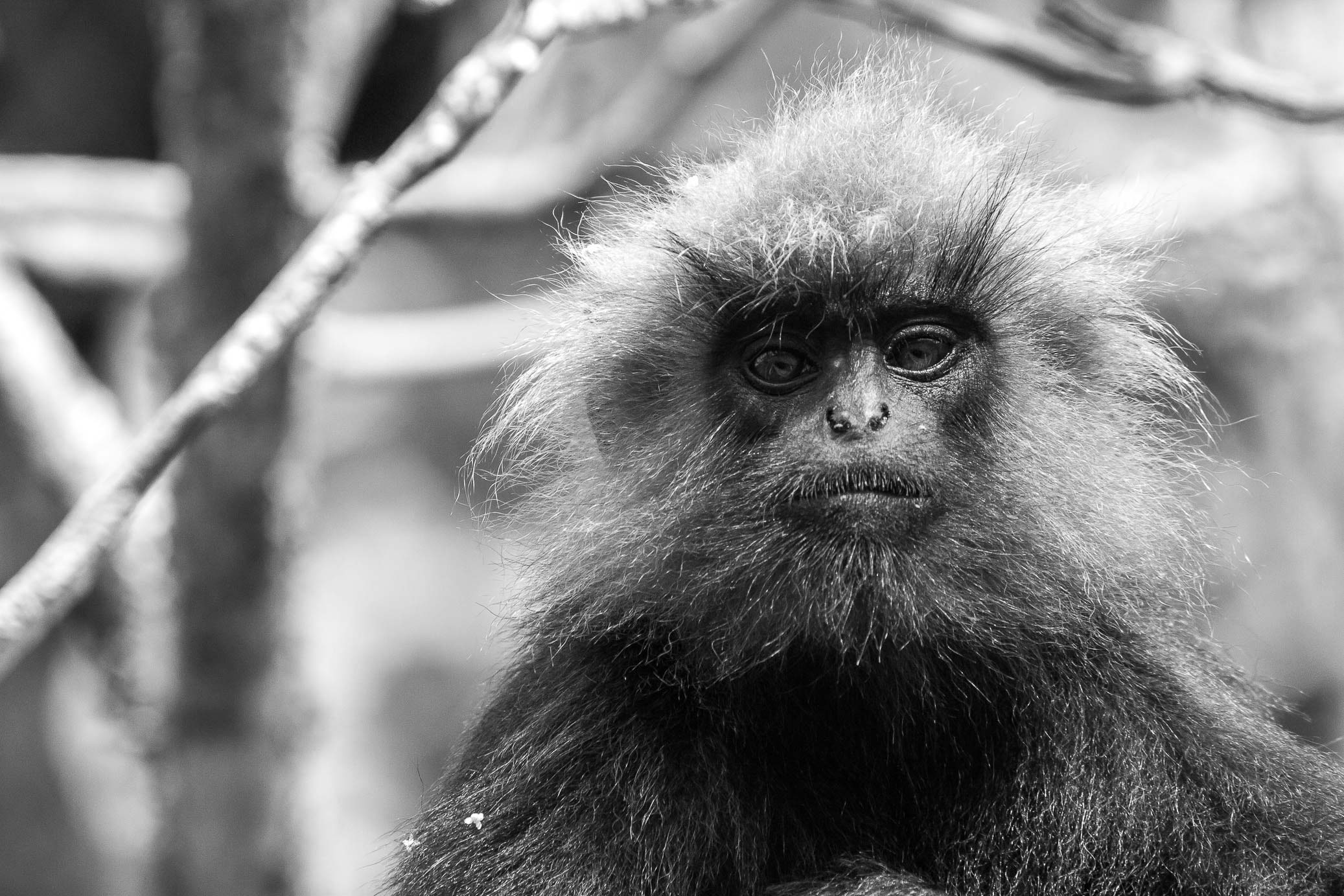 /Guewen/galeries/public/Nature/Inde/Kumily_Singe/langur-john_010.jpg