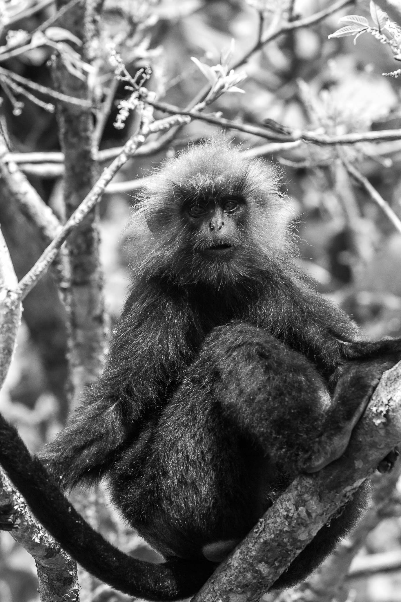/Guewen/galeries/public/Nature/Inde/Kumily_Singe/langur-john_012.jpg
