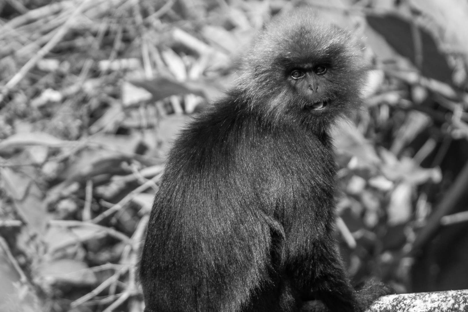 /Guewen/galeries/public/Nature/Inde/Kumily_Singe/langur-john_016.jpg