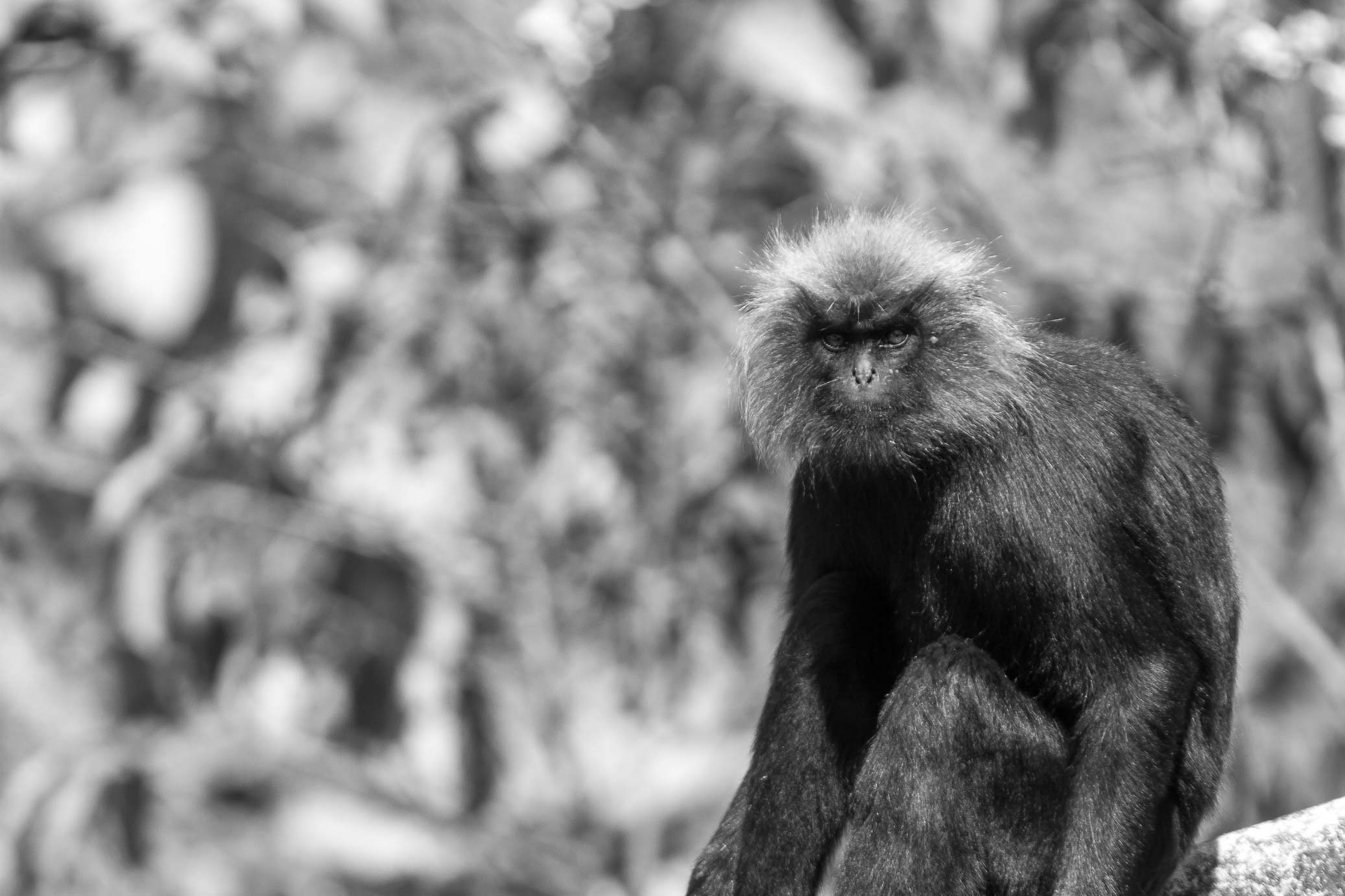 /Guewen/galeries/public/Nature/Inde/Kumily_Singe/langur-john_030.jpg