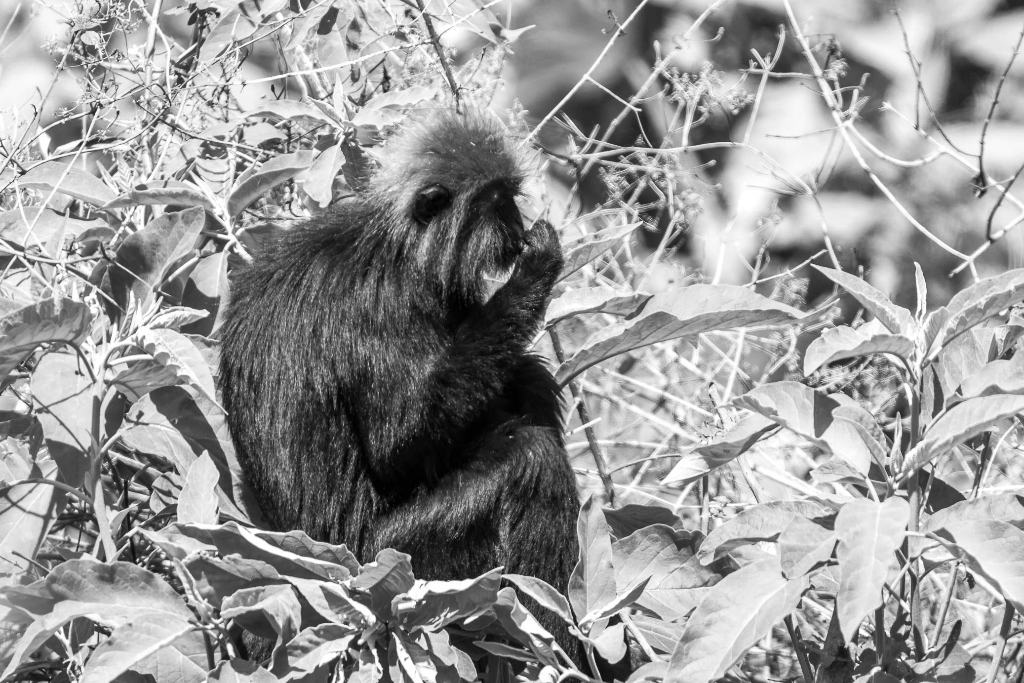 /Guewen/galeries/public/Nature/Inde/Kumily_Singe/langur-john_033.jpg