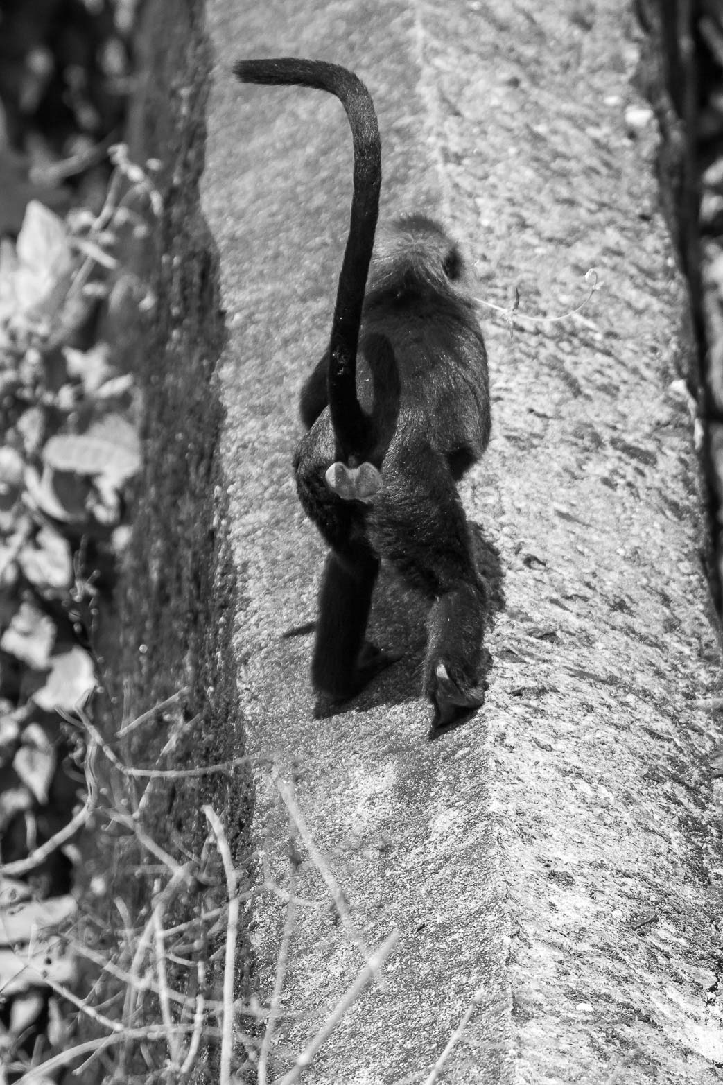 /Guewen/galeries/public/Nature/Inde/Kumily_Singe/langur-john_044.jpg