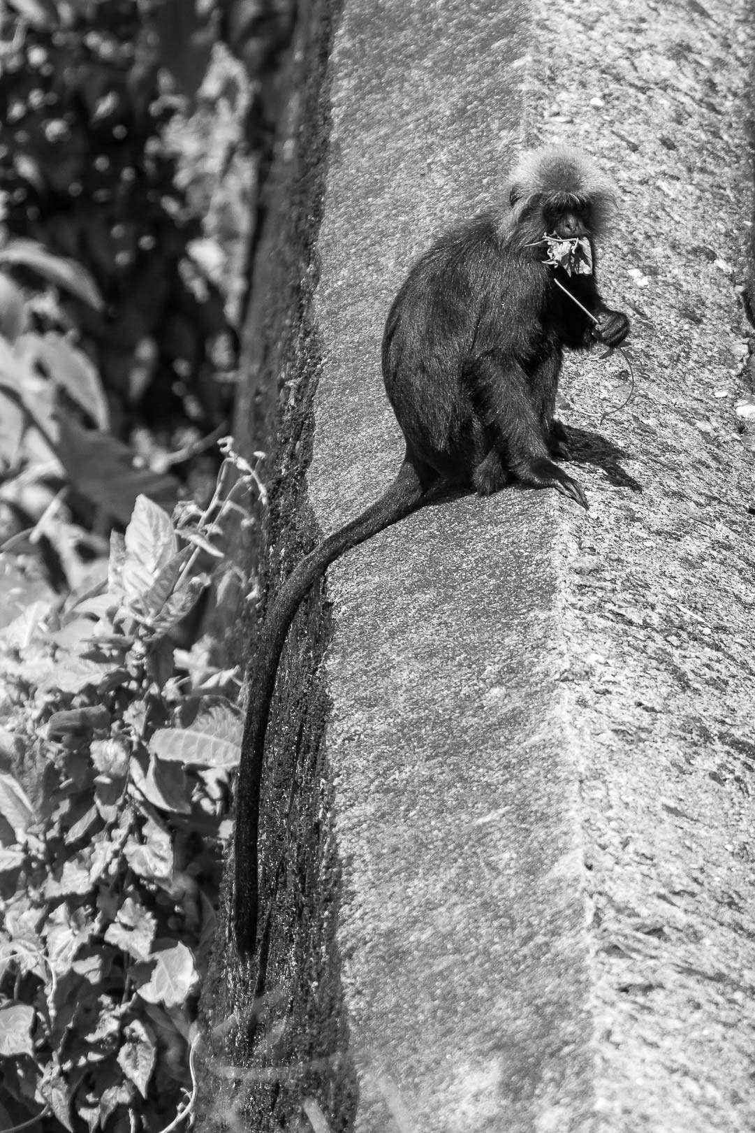 /Guewen/galeries/public/Nature/Inde/Kumily_Singe/langur-john_046.jpg