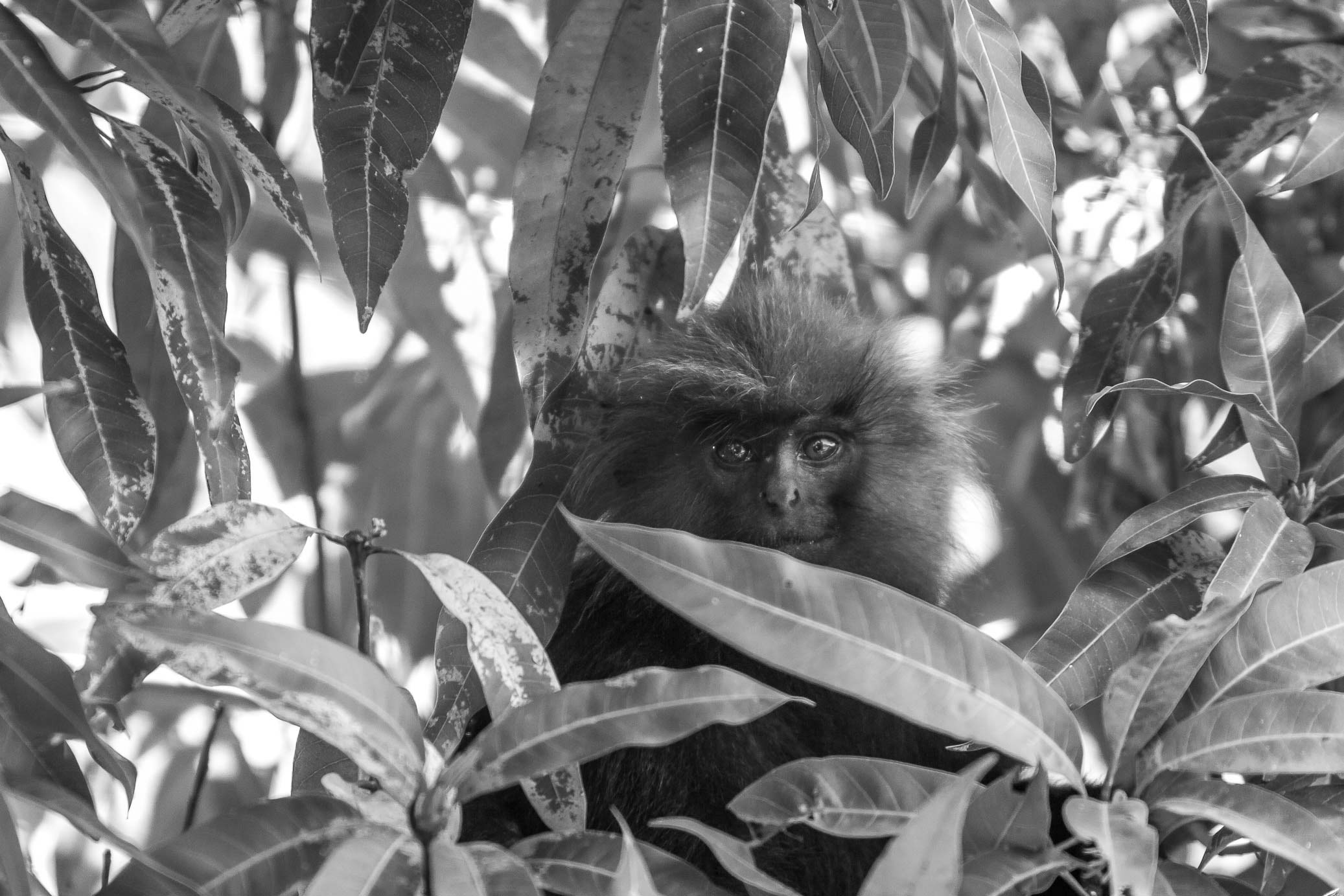 /Guewen/galeries/public/Nature/Inde/Kumily_Singe/langur-john_055.jpg
