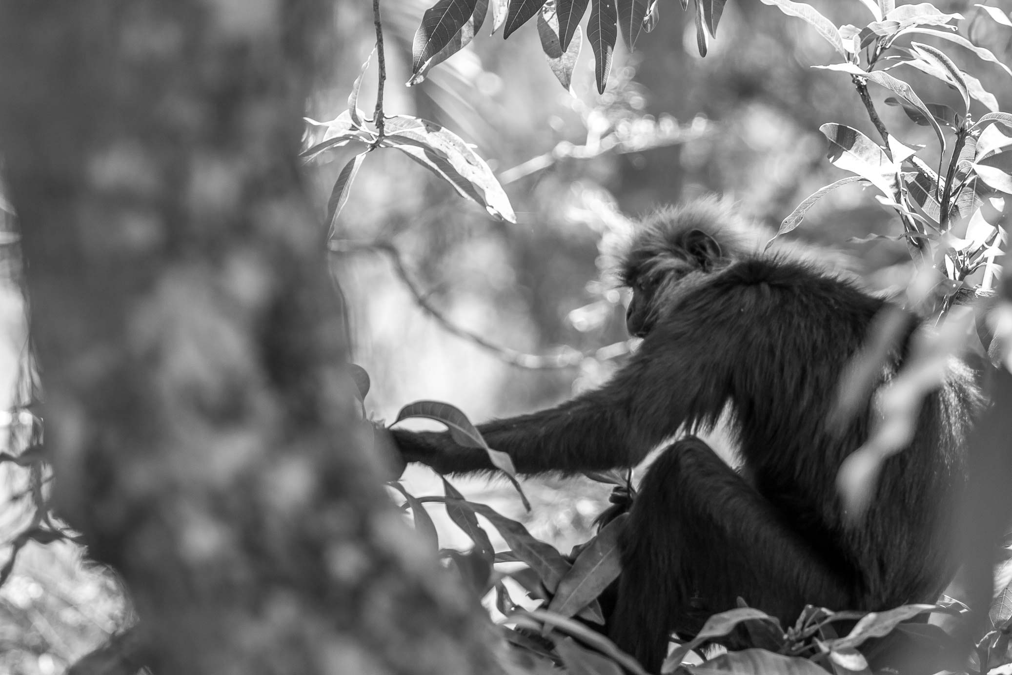 /Guewen/galeries/public/Nature/Inde/Kumily_Singe/langur-john_057.jpg