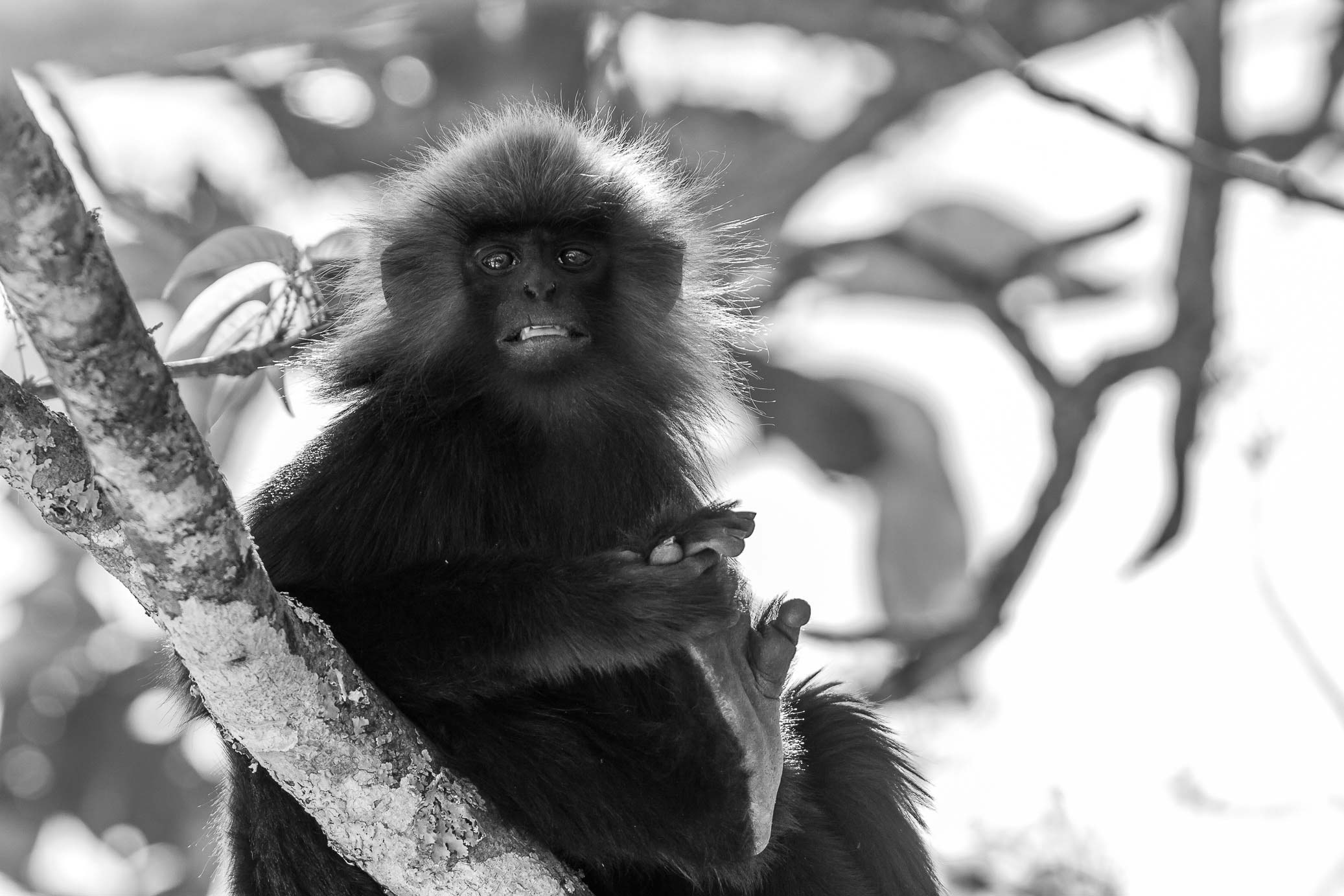 /Guewen/galeries/public/Nature/Inde/Kumily_Singe/langur-john_074.jpg