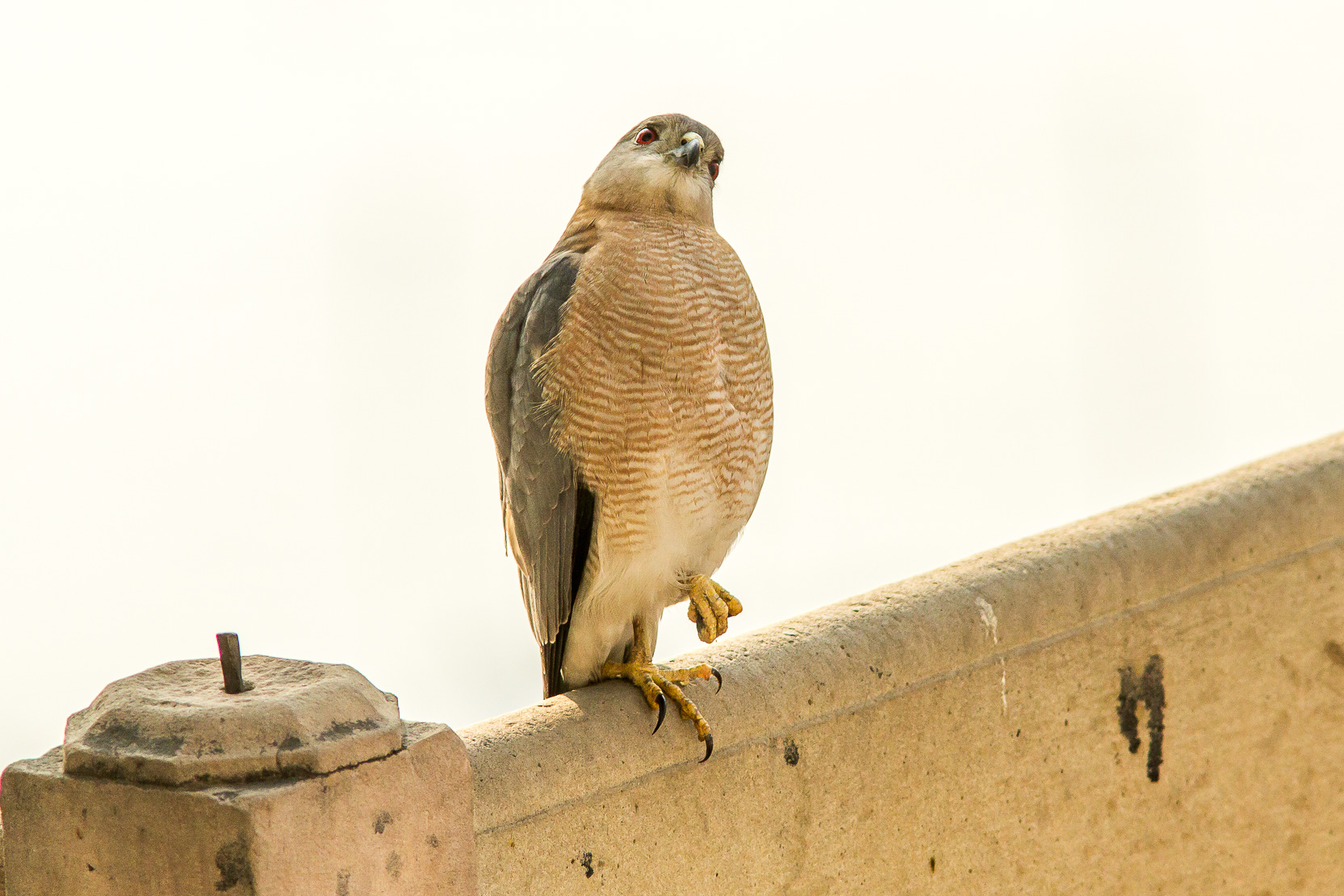 /Guewen/galeries/public/Nature/Inde/epervier-shikra/epervier-shikra_016.jpg