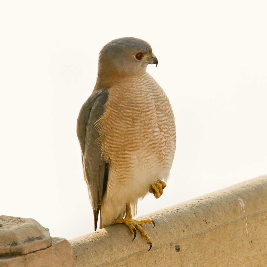 /Guewen/galeries/public/Nature/Inde/epervier-shikra/epervier-shikra_017.jpg