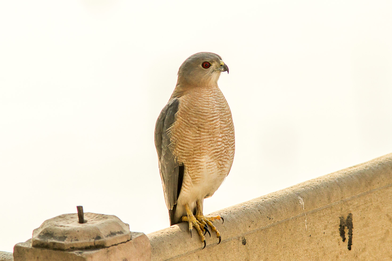 /Guewen/galeries/public/Nature/Inde/epervier-shikra/epervier-shikra_019.jpg