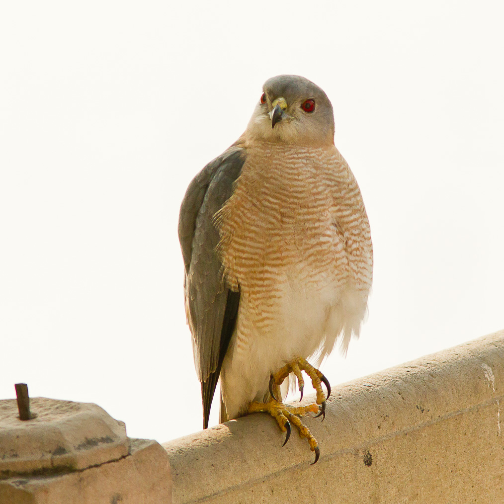 /Guewen/galeries/public/Nature/Inde/epervier-shikra/epervier-shikra_020.jpg