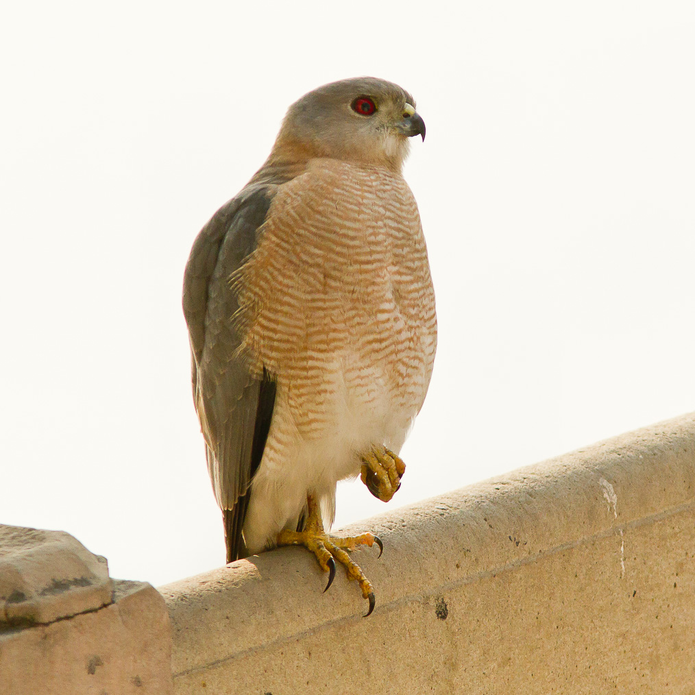 /Guewen/galeries/public/Nature/Inde/epervier-shikra/epervier-shikra_022.jpg