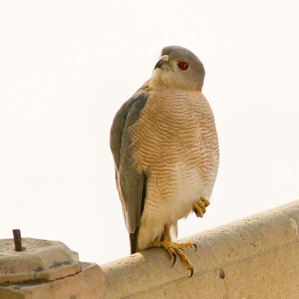 /Guewen/galeries/public/Nature/Inde/epervier-shikra/epervier-shikra_024.jpg