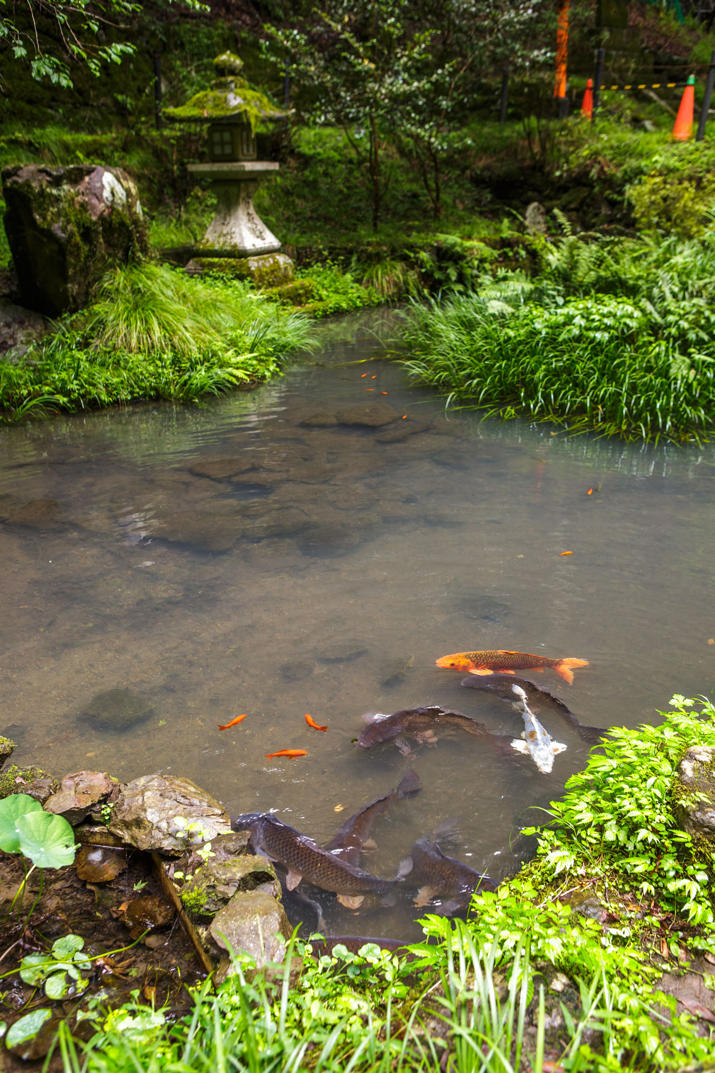 /Guewen/galeries/public/Nature/Japon/Faune/Carpe-Koi_002.jpg