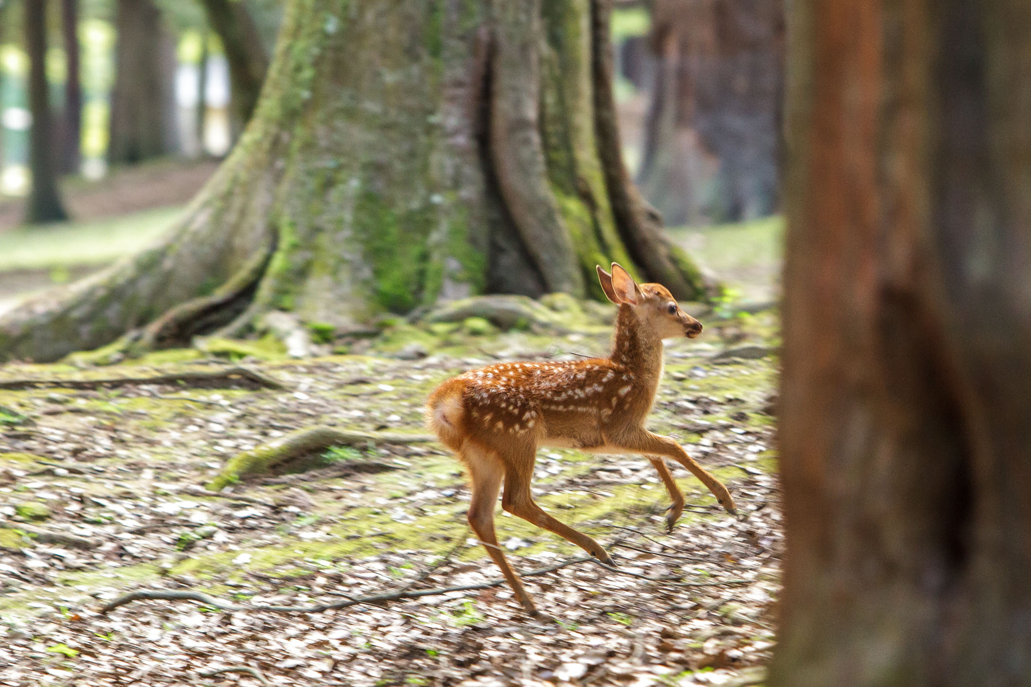 /Guewen/galeries/public/Nature/Japon/Nara-Koen/Cerf-Shika_002.jpg