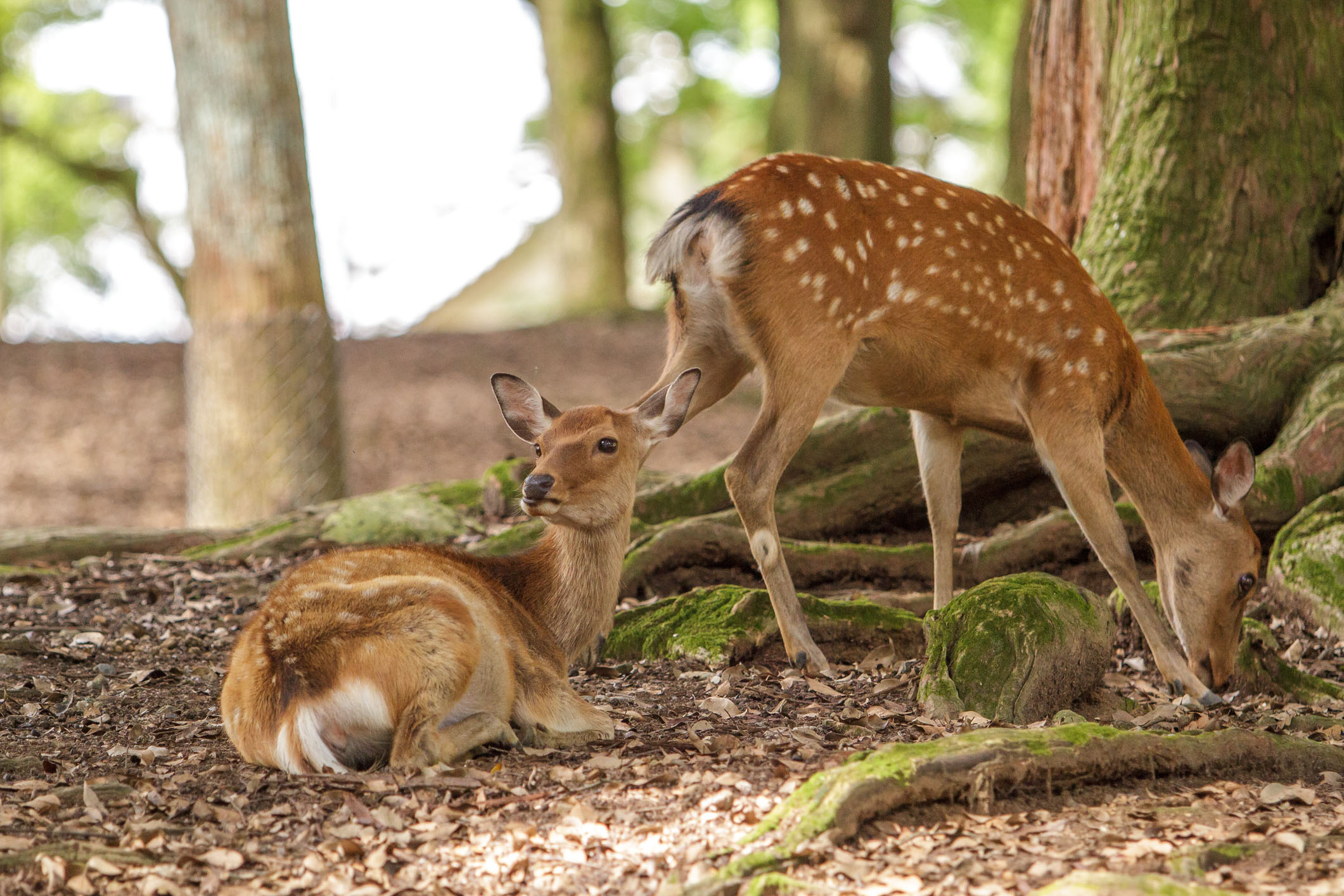 Nara Kōen, le parc aux Daims