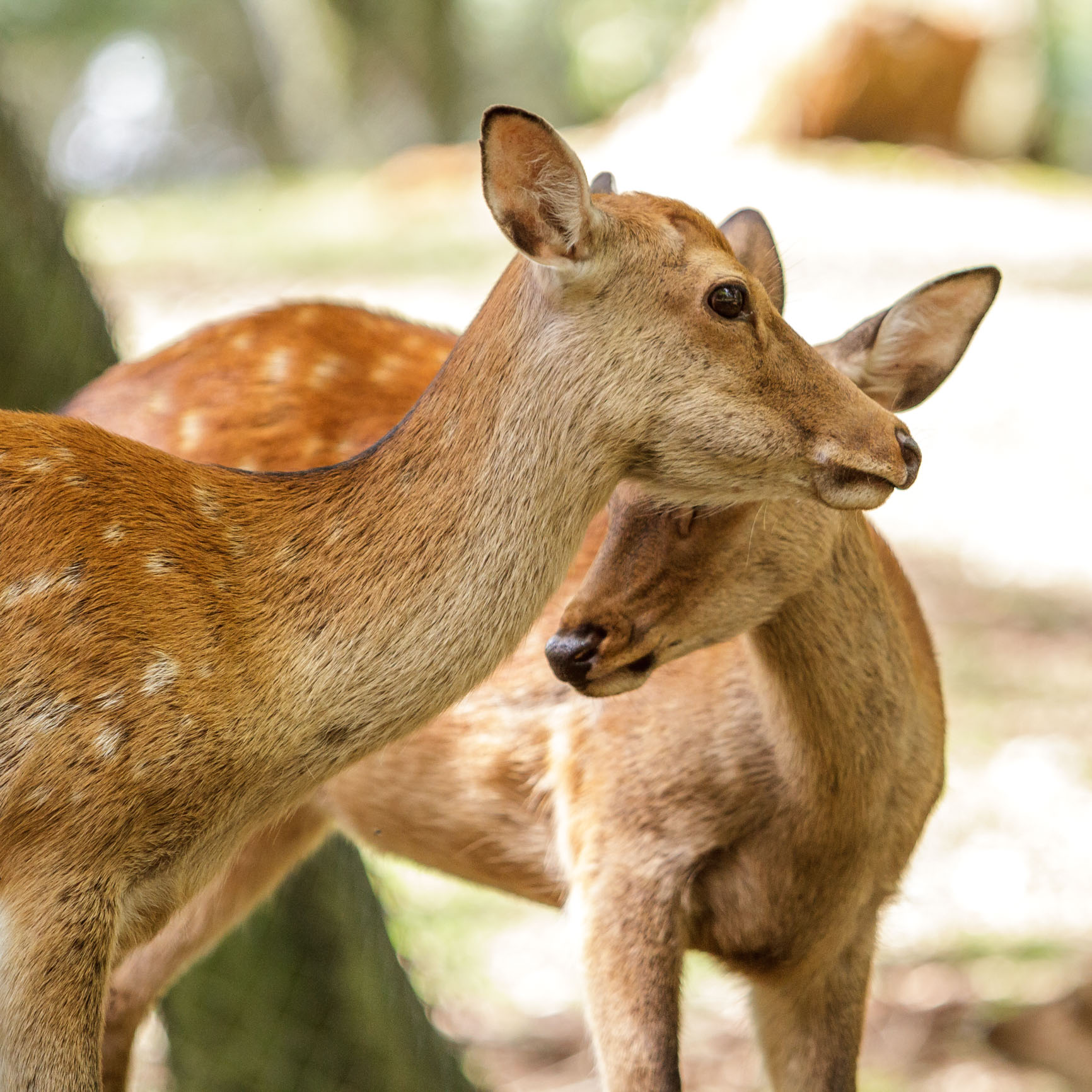 /Guewen/galeries/public/Nature/Japon/Nara-Koen/Cerf-Shika_011.jpg