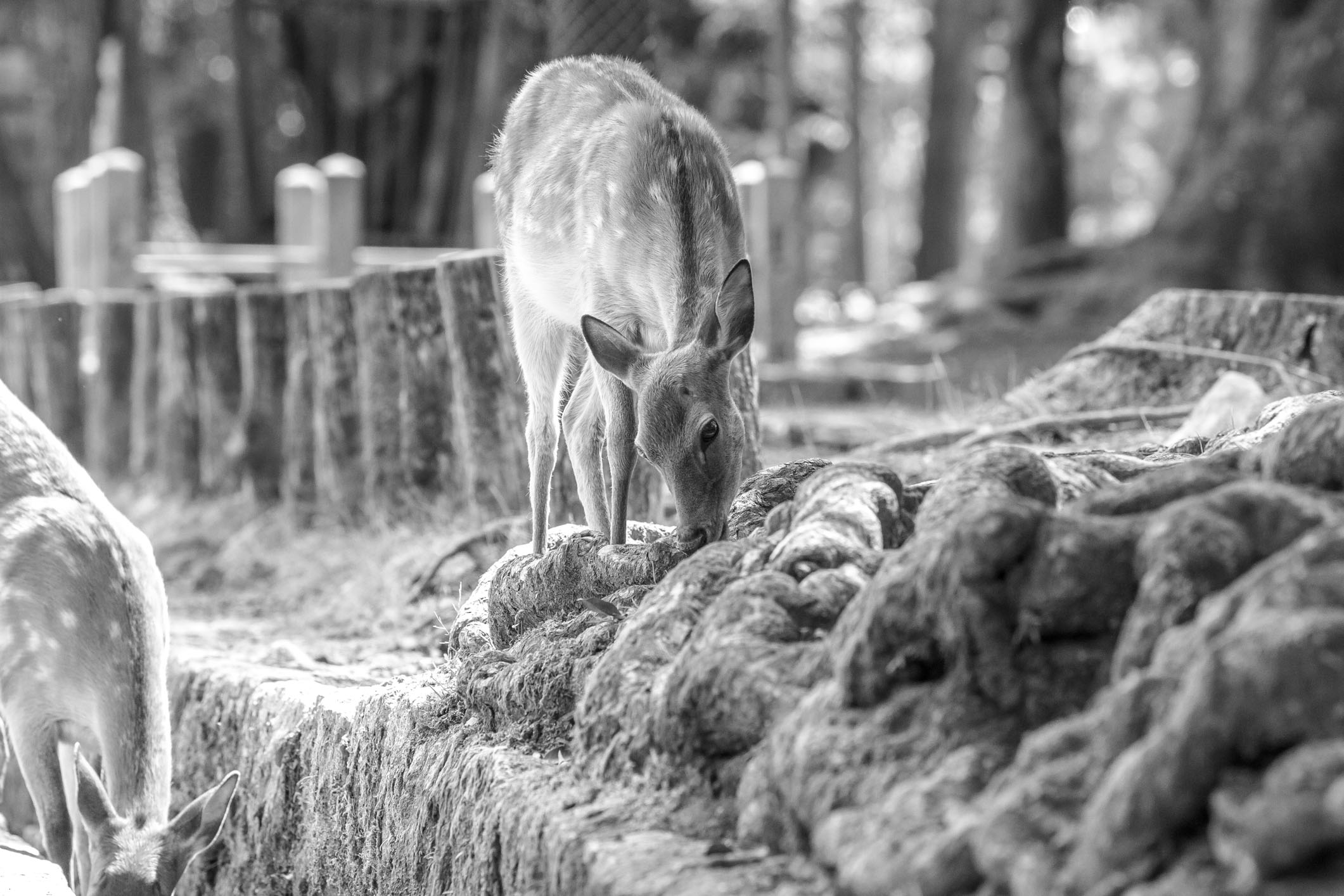 /Guewen/galeries/public/Nature/Japon/Nara-Koen/Cerf-Shika_022.jpg