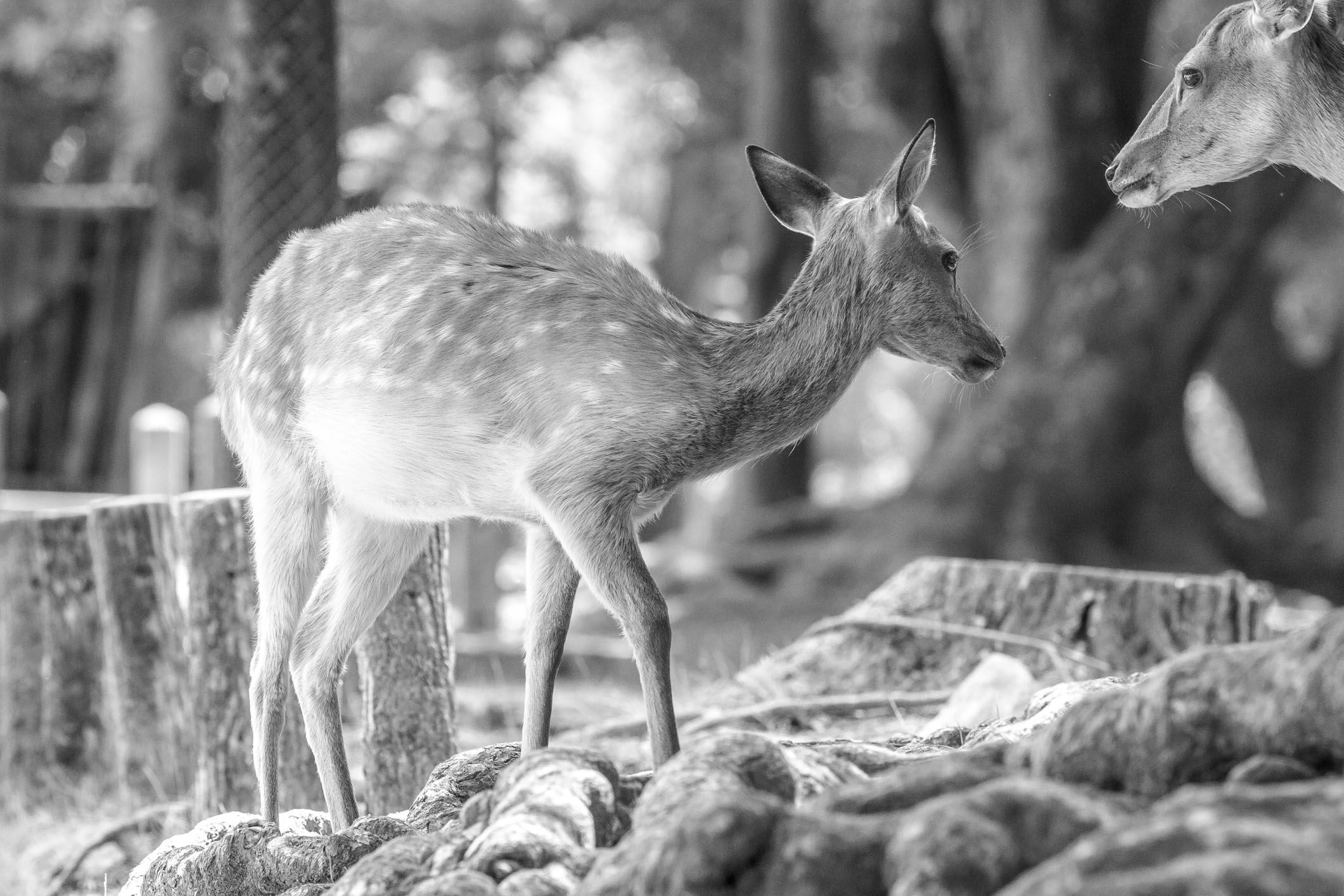 /Guewen/galeries/public/Nature/Japon/Nara-Koen/Cerf-Shika_023.jpg