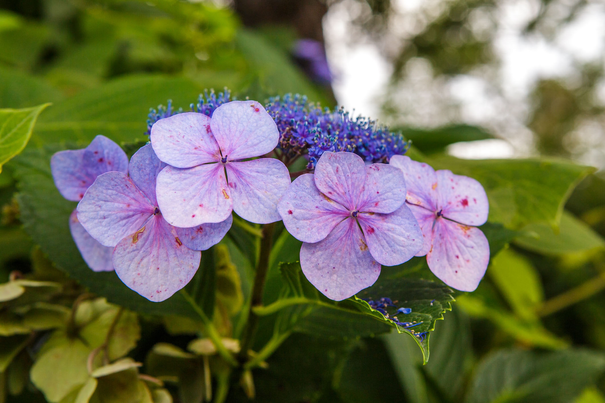 /Guewen/galeries/public/Nature/Japon/flore/hana_020.jpg