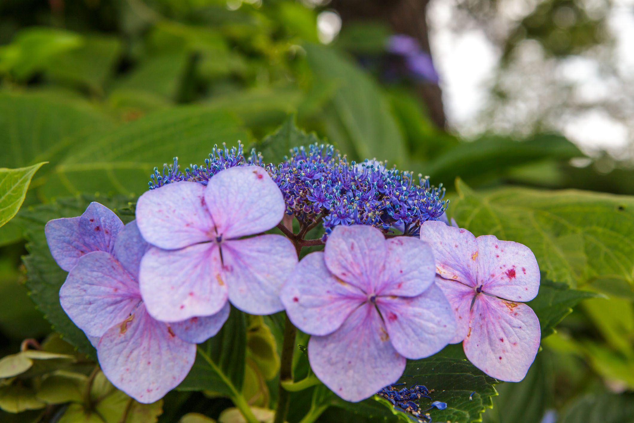 /Guewen/galeries/public/Nature/Japon/flore/hana_021.jpg