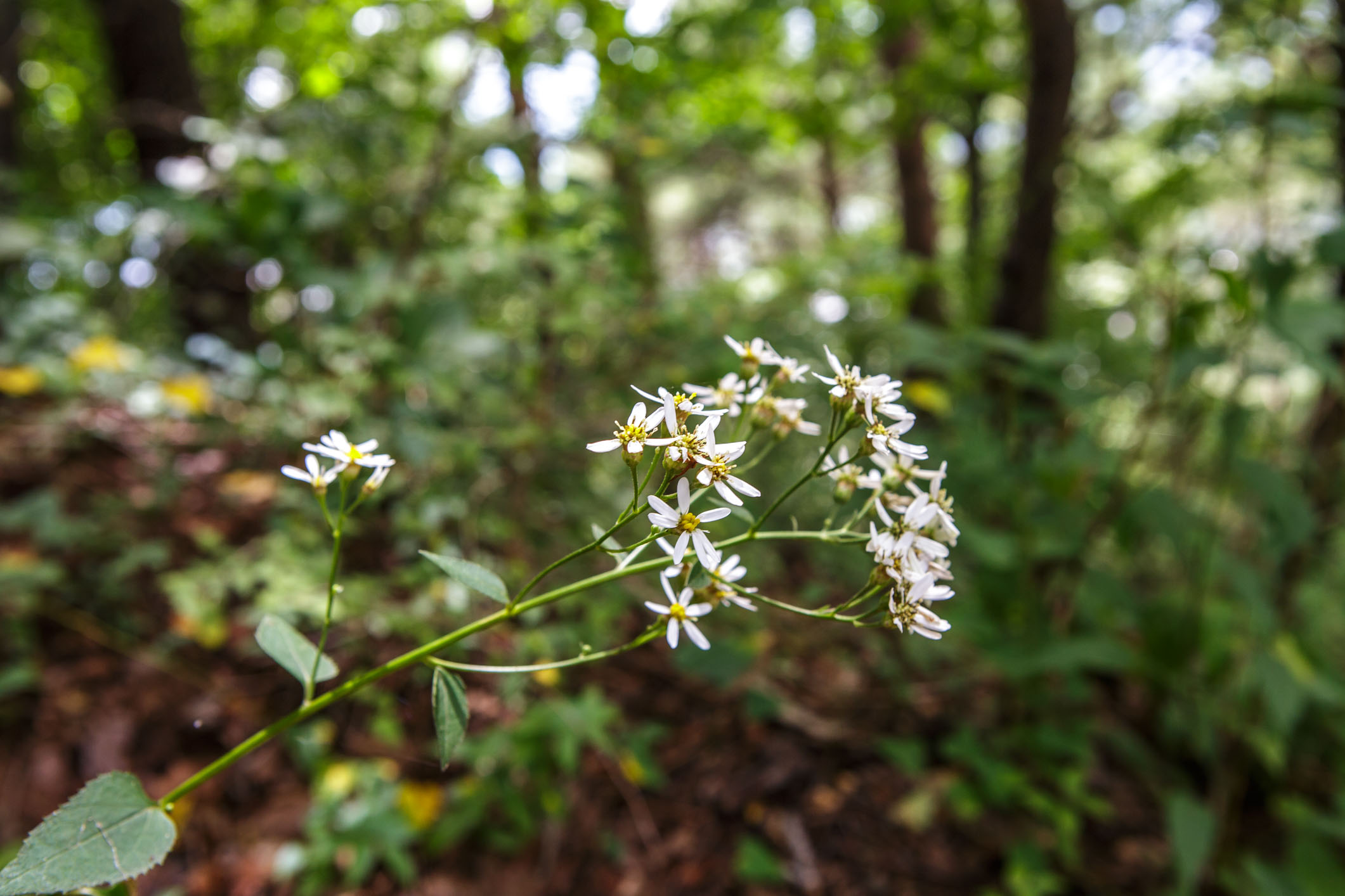 /Guewen/galeries/public/Nature/Japon/flore/hana_027.jpg