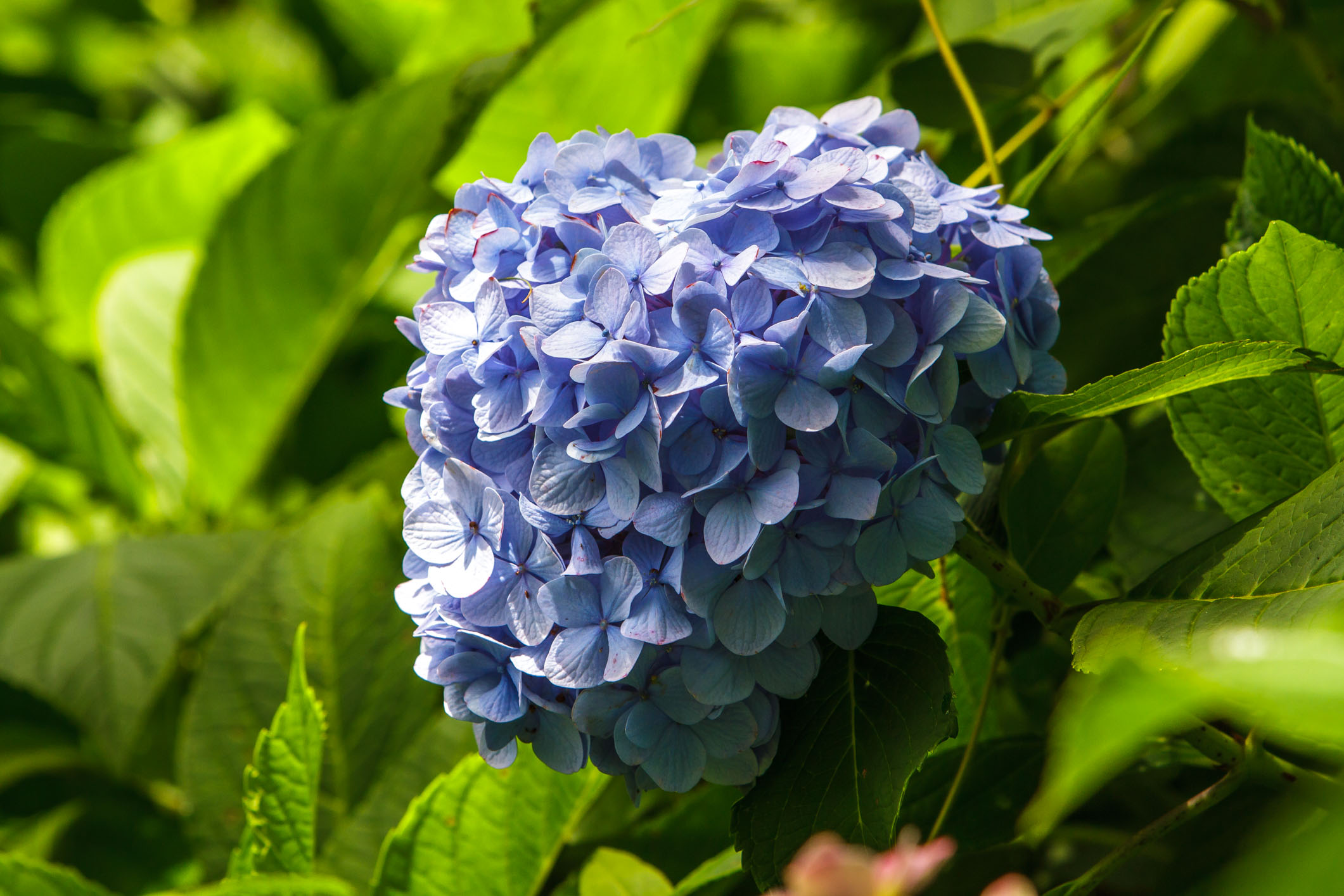 /Guewen/galeries/public/Nature/Japon/flore/hana_029.jpg