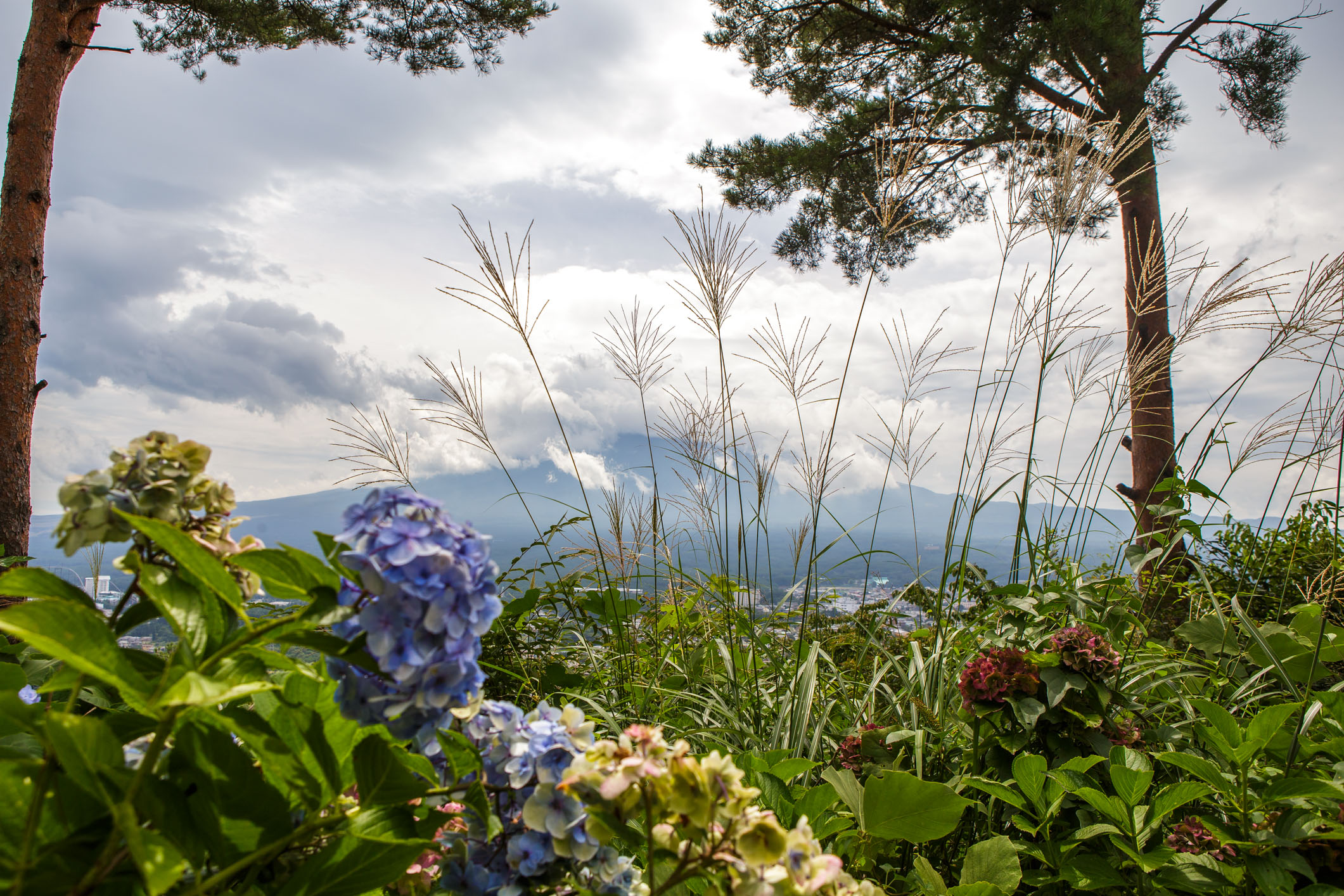 /Guewen/galeries/public/Nature/Japon/flore/hana_037.jpg