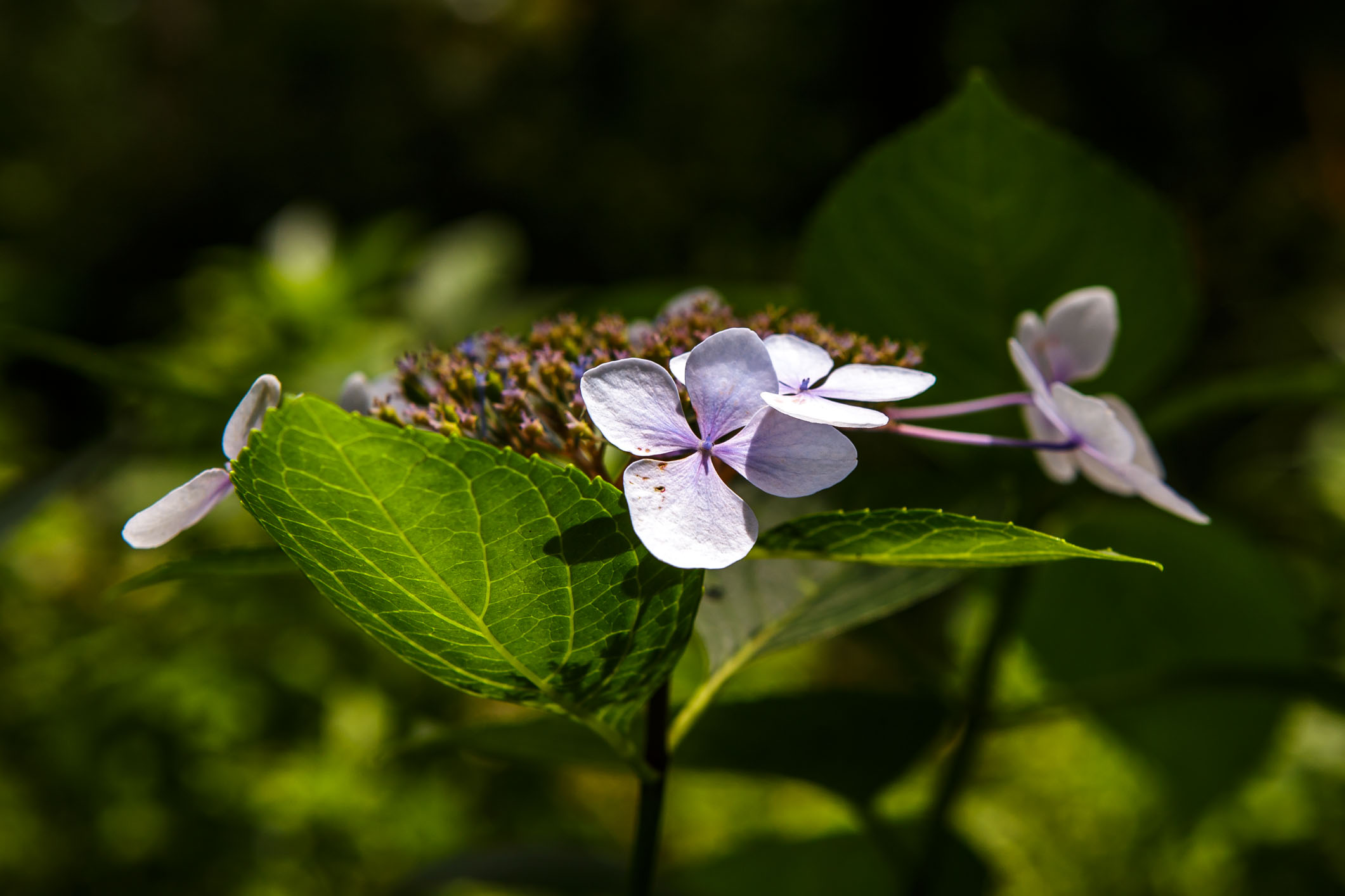 /Guewen/galeries/public/Nature/Japon/flore/hana_039.jpg