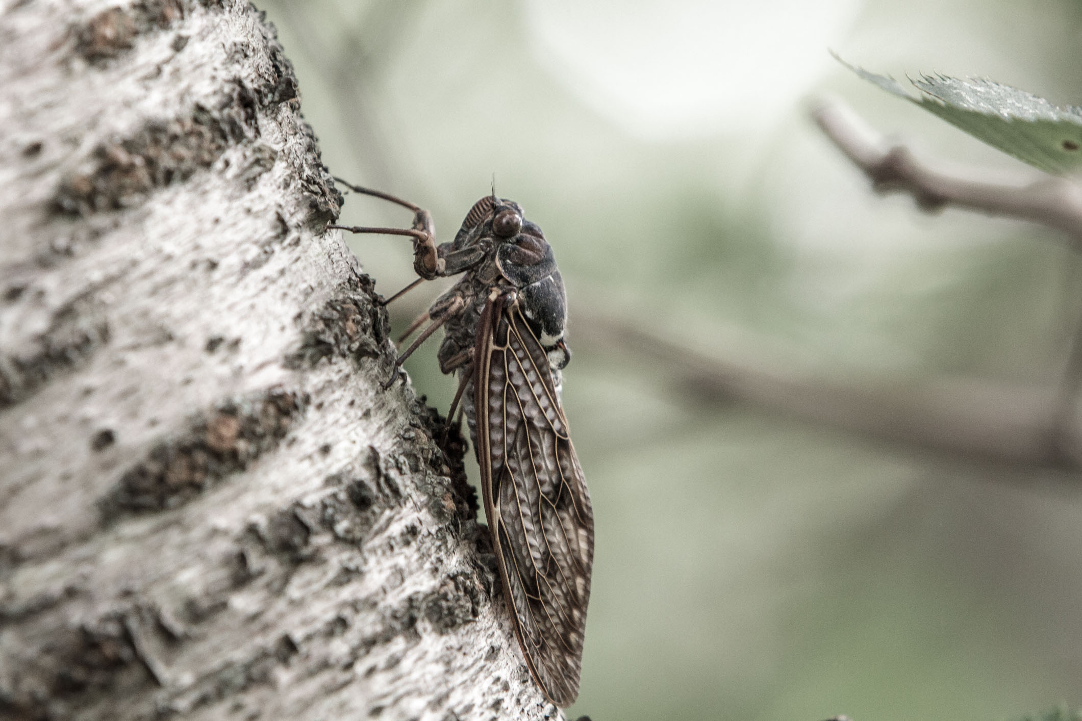/Guewen/galeries/public/Nature/Japon/insectes/higurashi_004.jpg