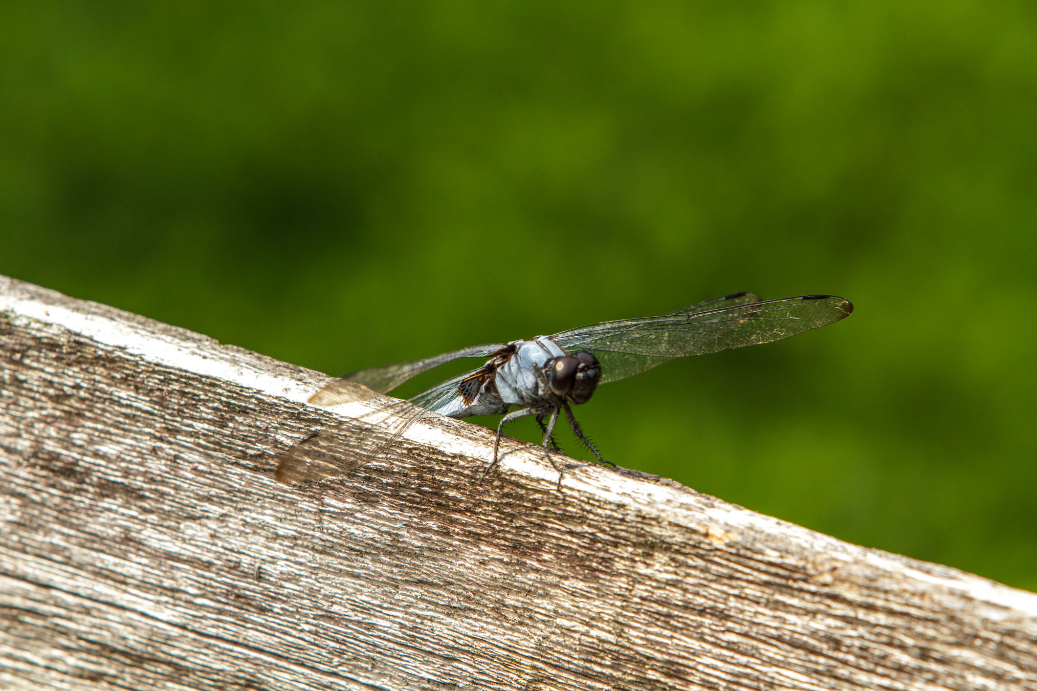 /Guewen/galeries/public/Nature/Japon/insectes/tonbo_003.jpg