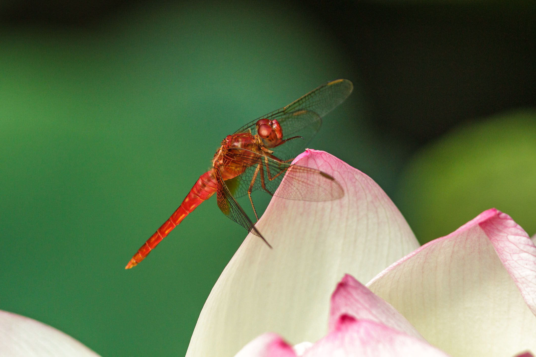 /Guewen/galeries/public/Nature/Japon/insectes/tonbo_006.jpg