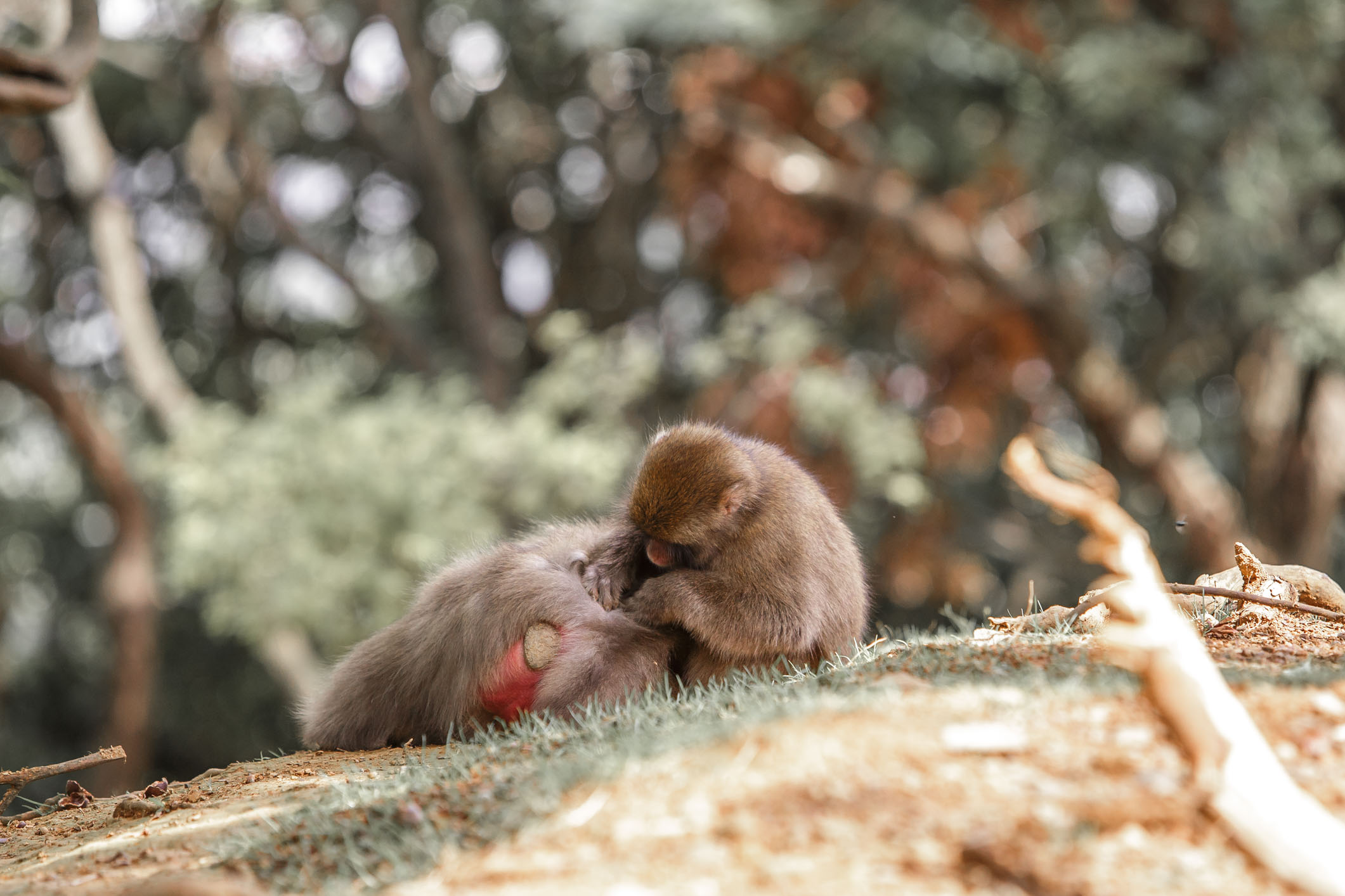 /Guewen/galeries/public/Nature/Japon/macaque-japonais/Macaque-Japonais-Nihonzaru_002.jpg
