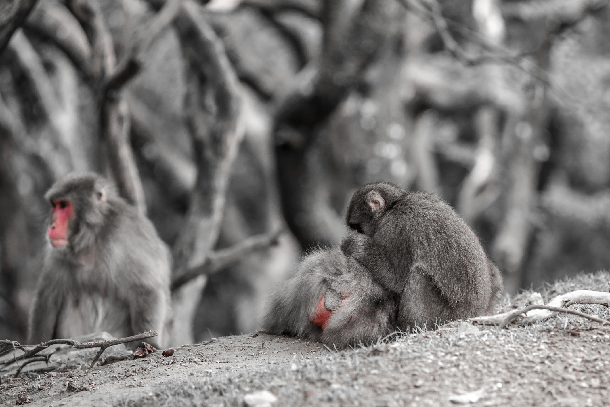 /Guewen/galeries/public/Nature/Japon/macaque-japonais/Macaque-Japonais-Nihonzaru_006.jpg